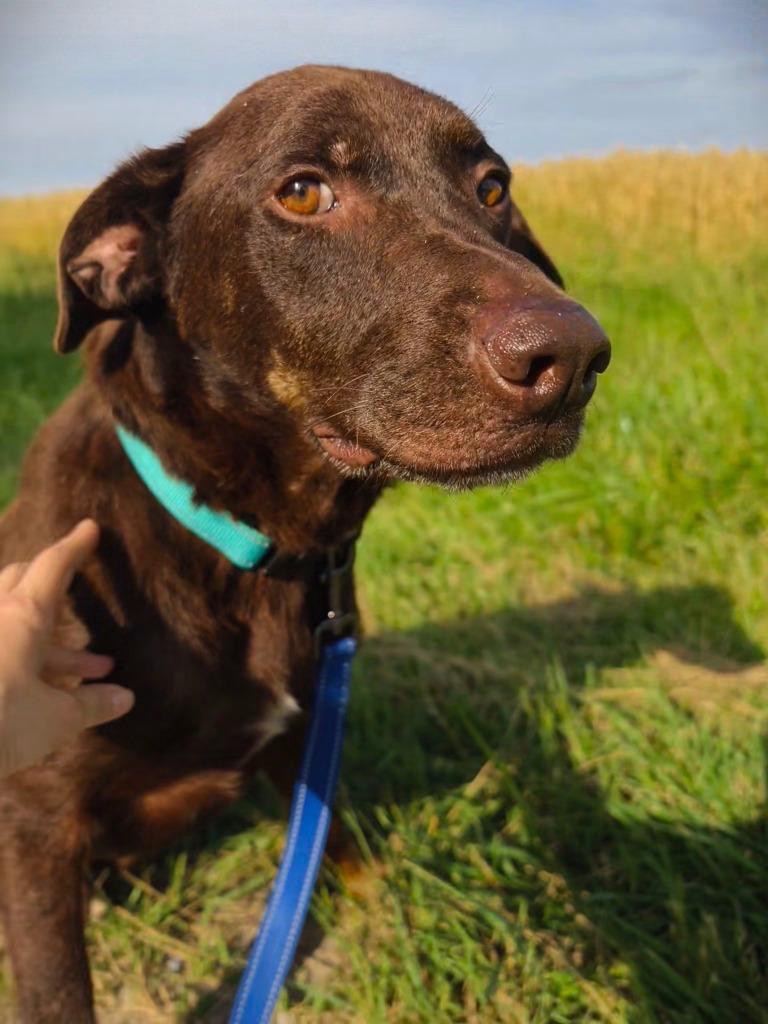 Enlarge Hershey, a Adoptable mixed breed in Centralia, IL image 5/5