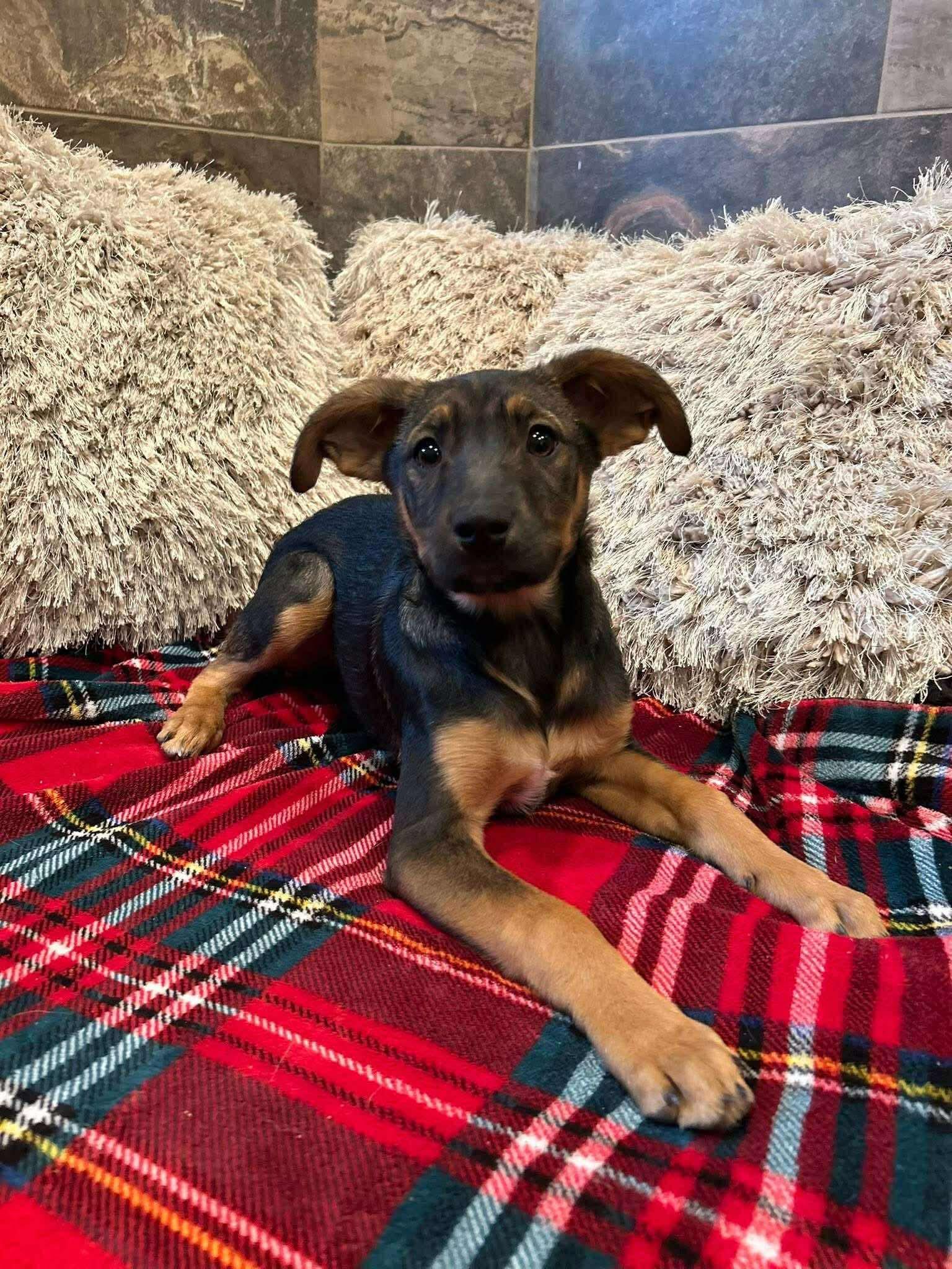 Phoebe , ADOPTABLE, Puppy Female German Shepherd Dog.