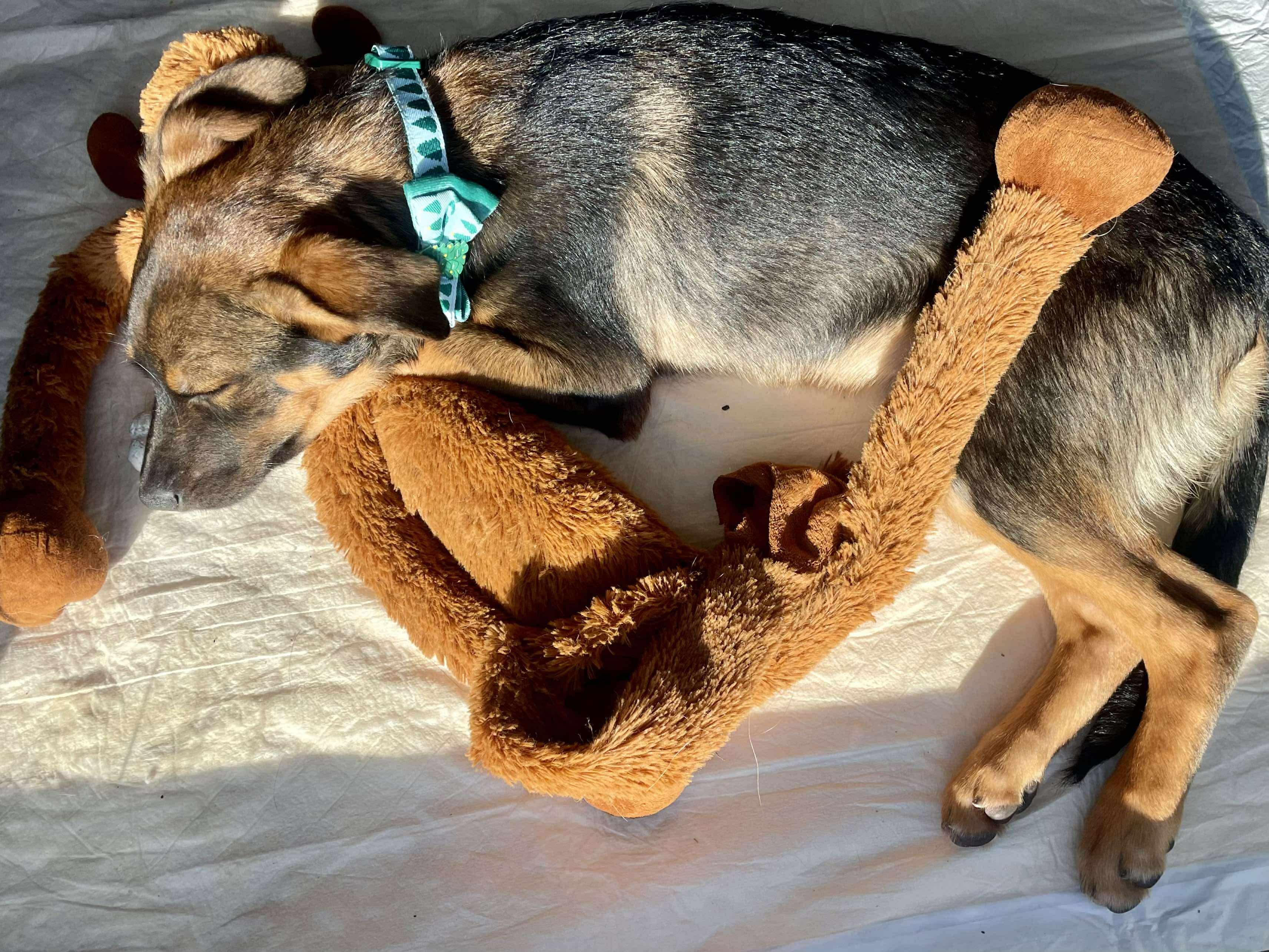 Enlarge Phoebe , a ADOPTABLE mixed breed in Faribault, MN image 2/5