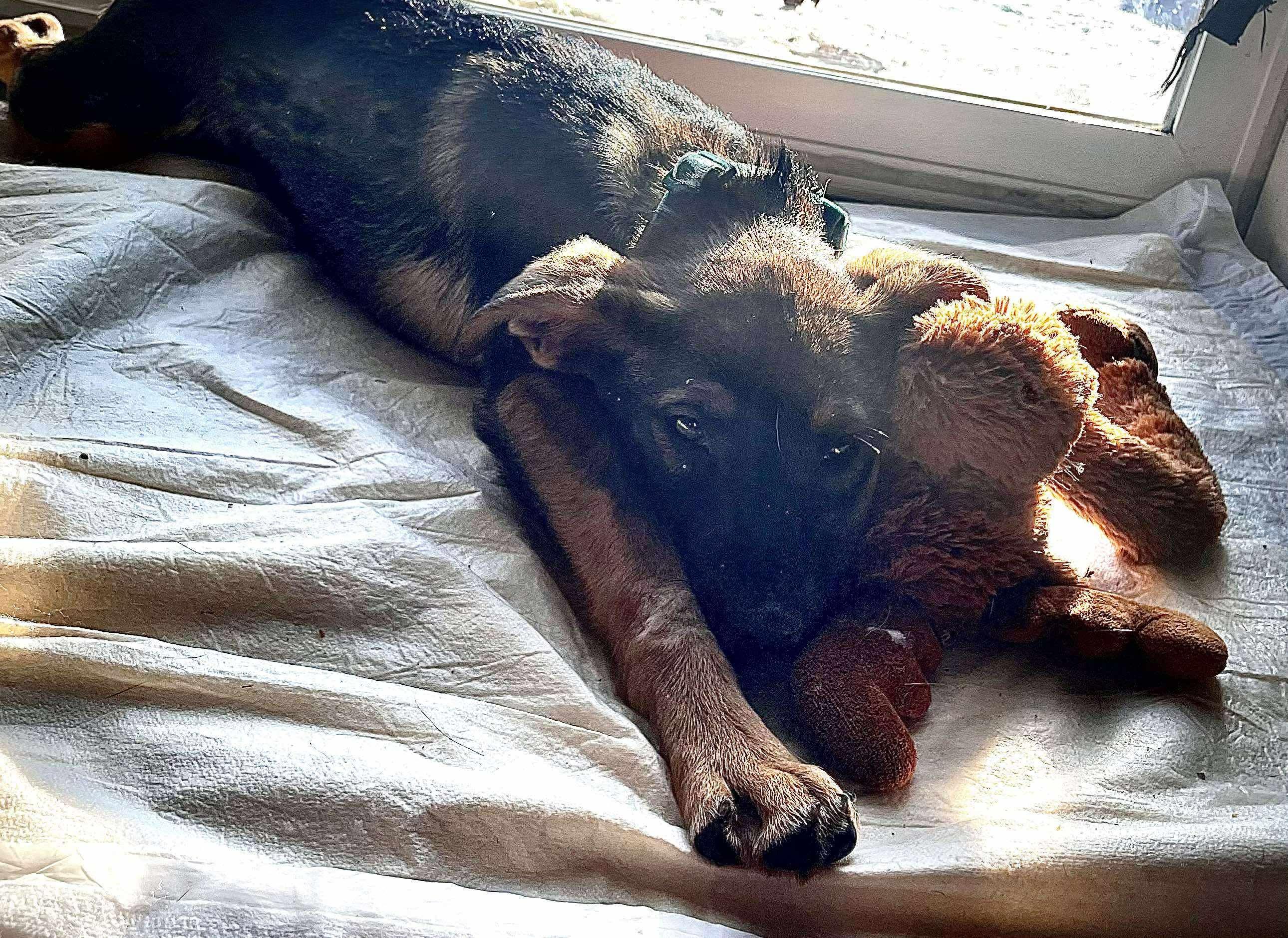 Enlarge Phoebe , a ADOPTABLE mixed breed in Faribault, MN image 3/5