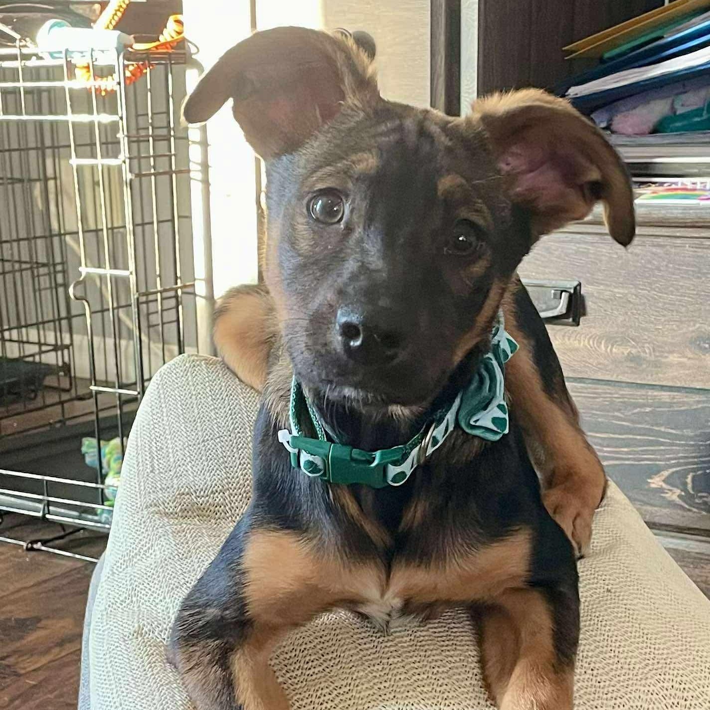 Enlarge Phoebe , a ADOPTABLE mixed breed in Faribault, MN image 5/5