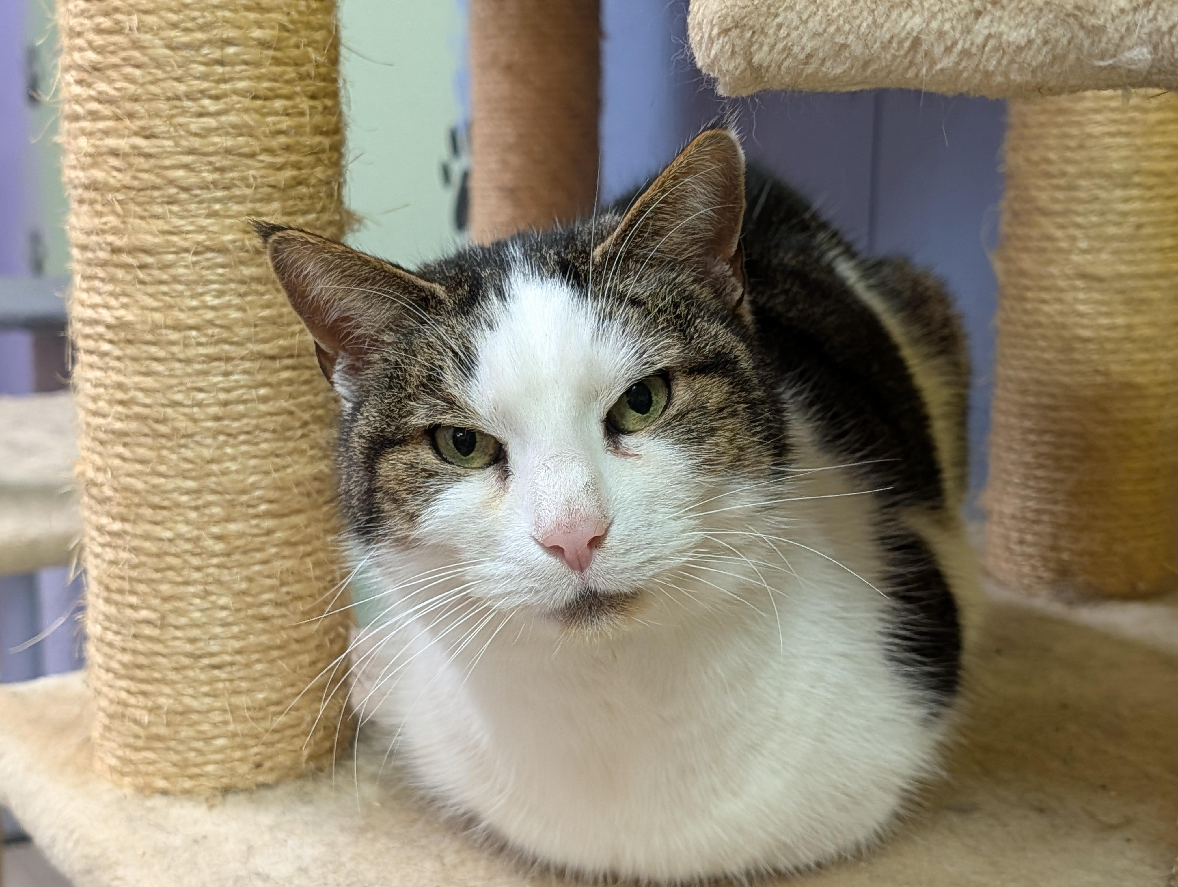 Milo, a ADOPTABLE Domestic Short Hair in Rocky Ridge, MD image 2/2