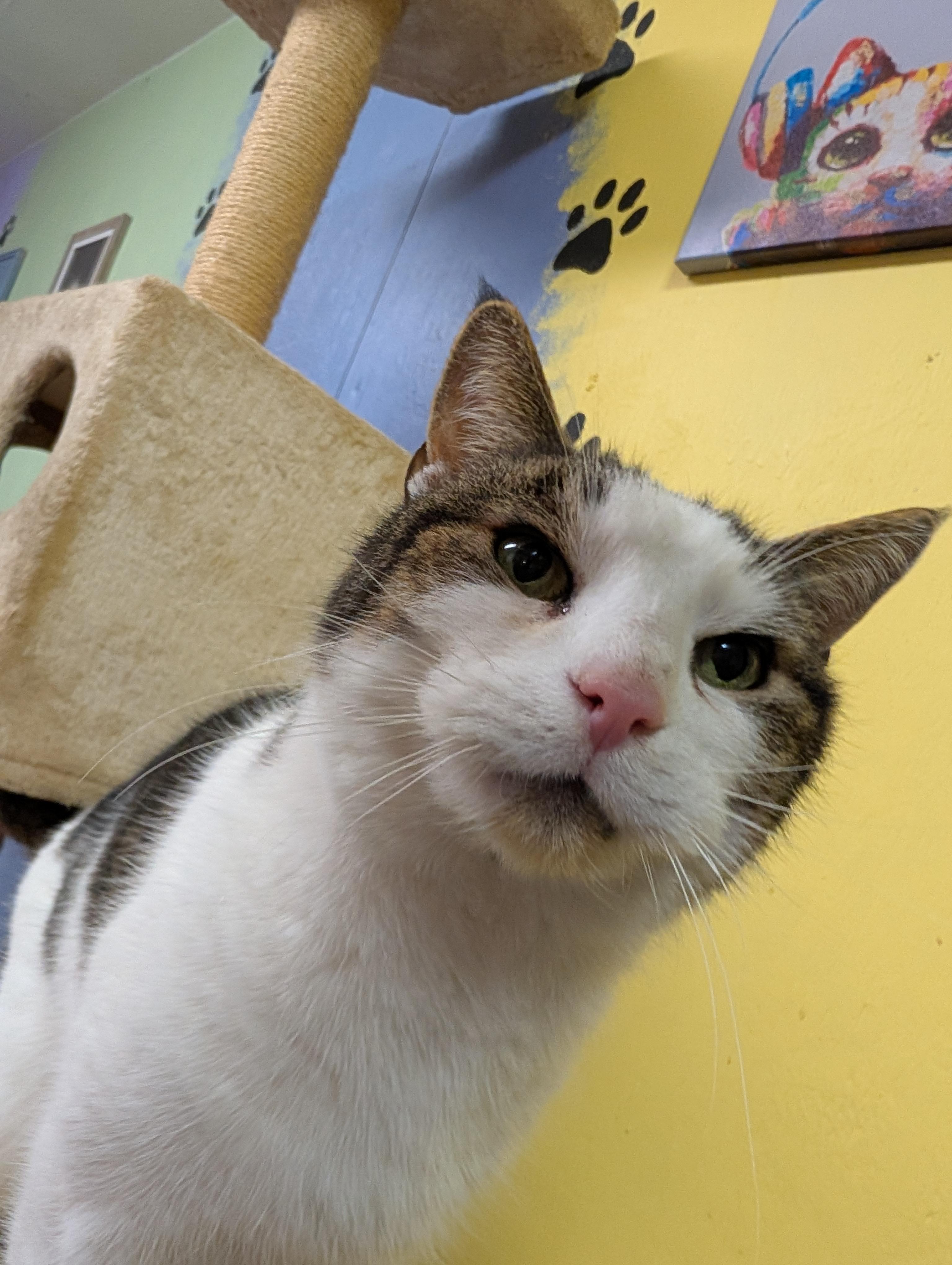 Milo, ADOPTABLE, Adult Male Domestic Short Hair.
