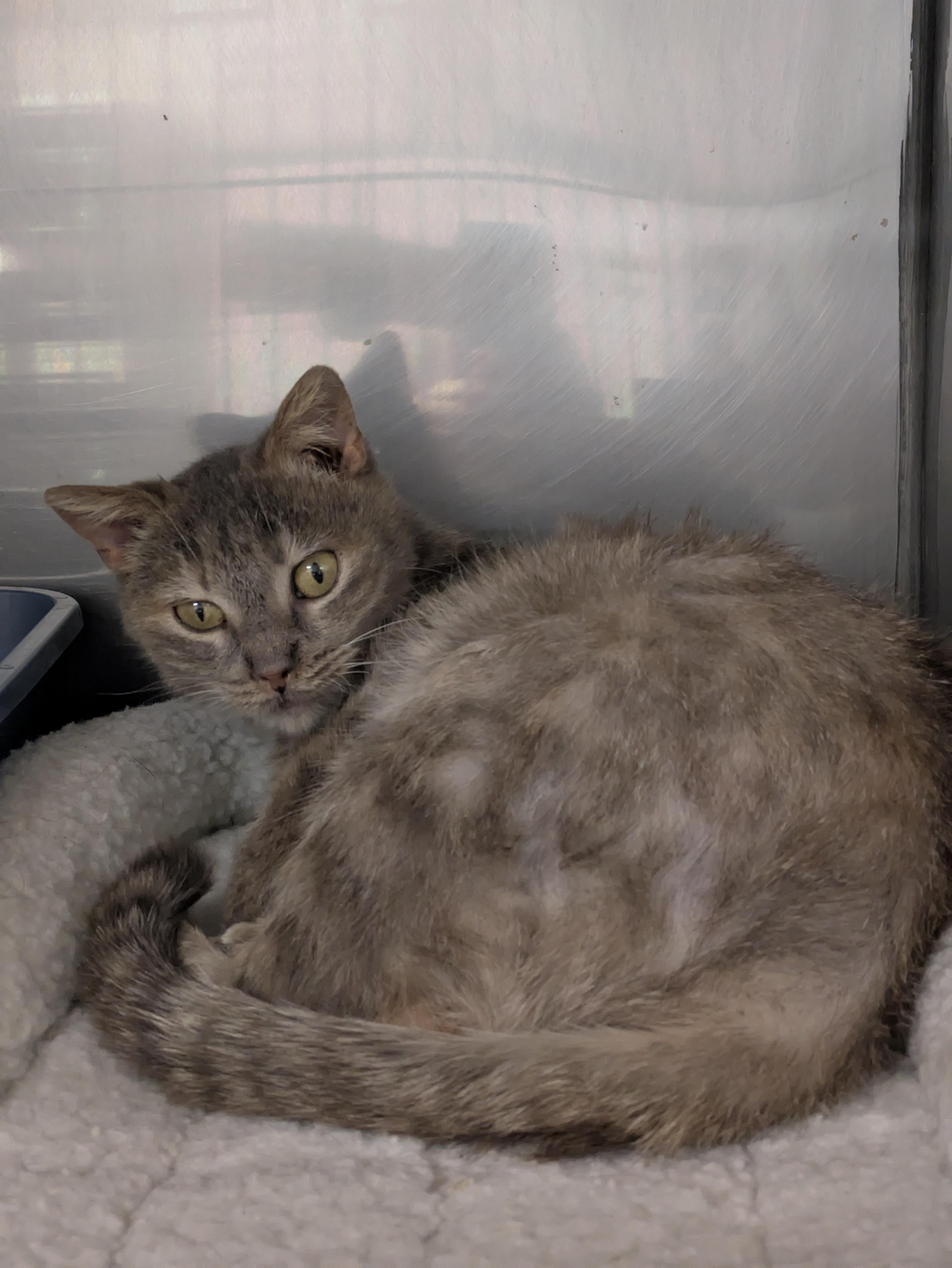 Osprey, ADOPTABLE, Adult Female Domestic Short Hair.