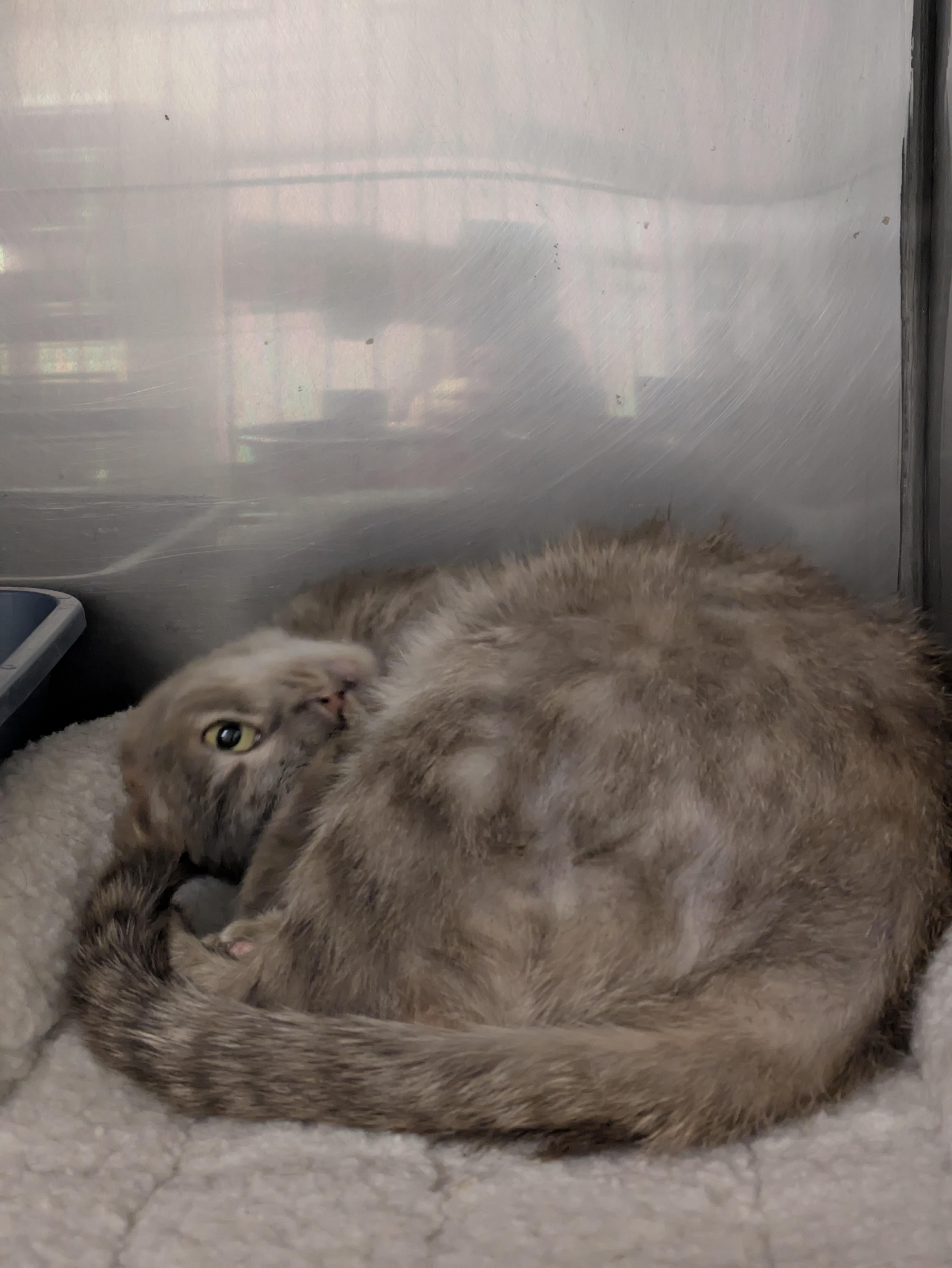 Enlarge Osprey, a ADOPTABLE mixed breed in Bedford, VA image 2/2