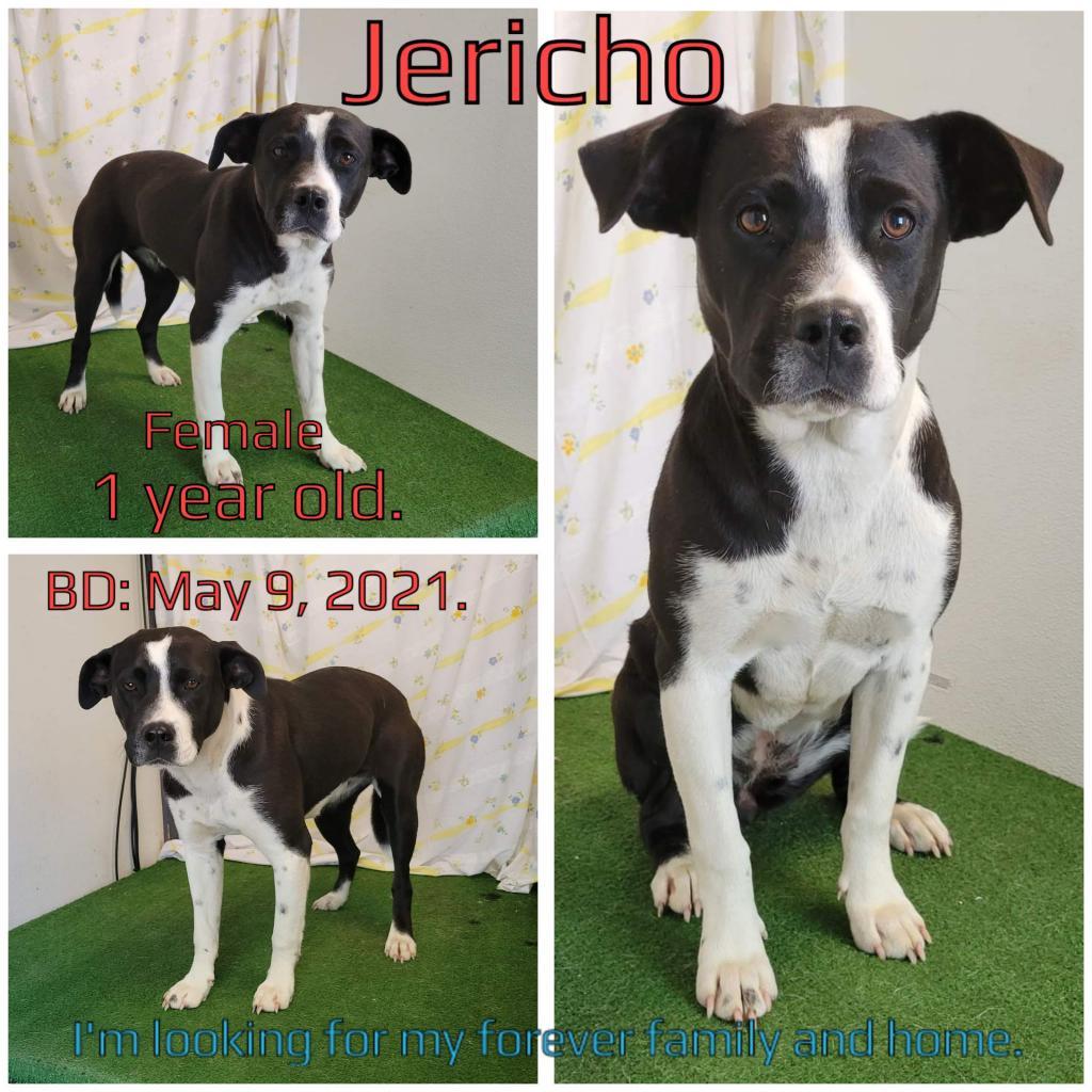 Jericho — thumbnail 2