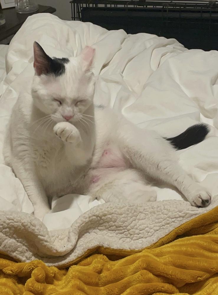 Lola - AR (PetSmart Laurens Rd), Adoptable, Adult Female Domestic Short Hair.