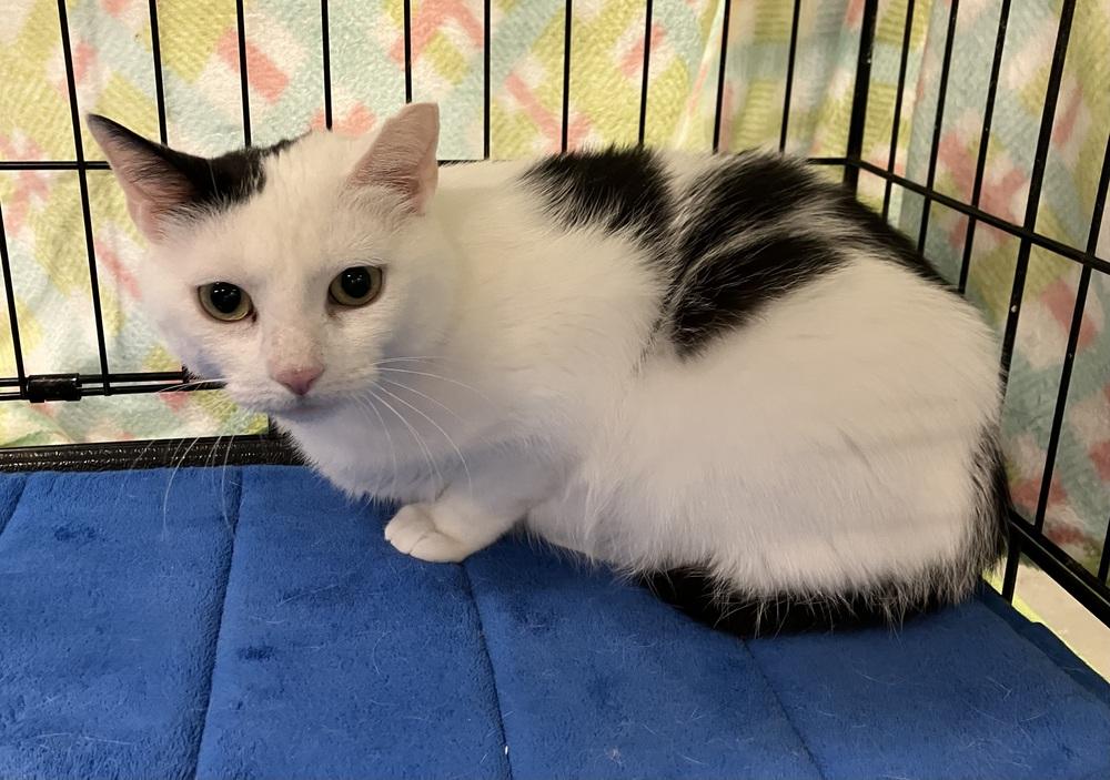 Enlarge Lola - AR (PetSmart Laurens Rd), a Adoptable Domestic Short Hair in Greenville, SC image 2/5
