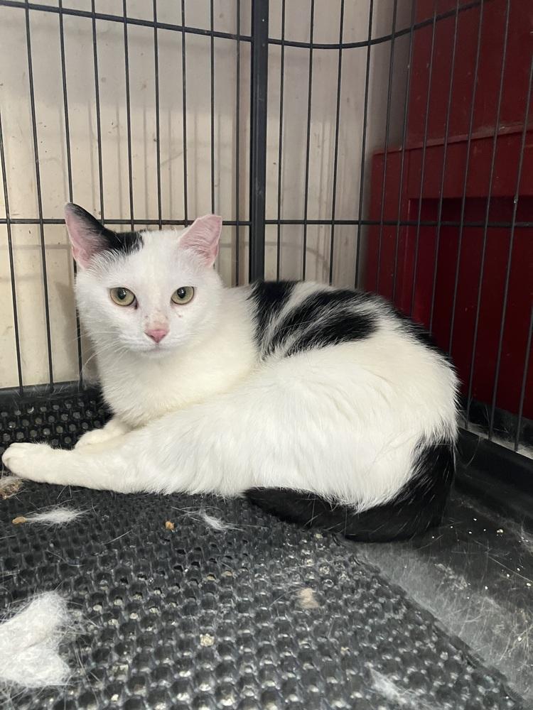 Enlarge Lola - AR (PetSmart Laurens Rd), a Adoptable Domestic Short Hair in Greenville, SC image 3/5