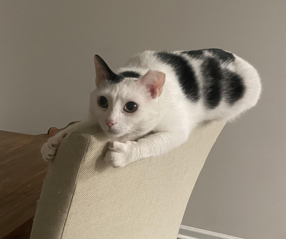 Enlarge Lola - AR (PetSmart Laurens Rd), a Adoptable Domestic Short Hair in Greenville, SC image 4/5
