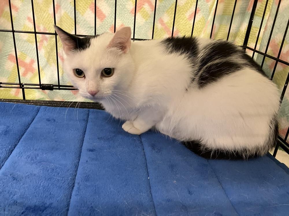 Enlarge Lola - AR (PetSmart Laurens Rd), a Adoptable Domestic Short Hair in Greenville, SC image 5/5