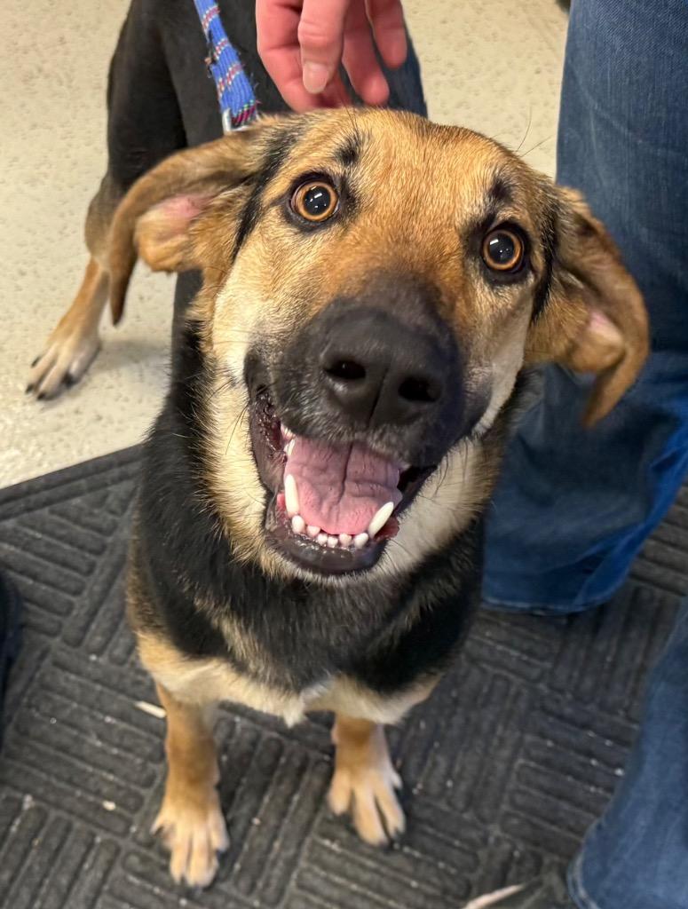 Lola, a Adoptable mixed breed in Amery, WI image 1/3