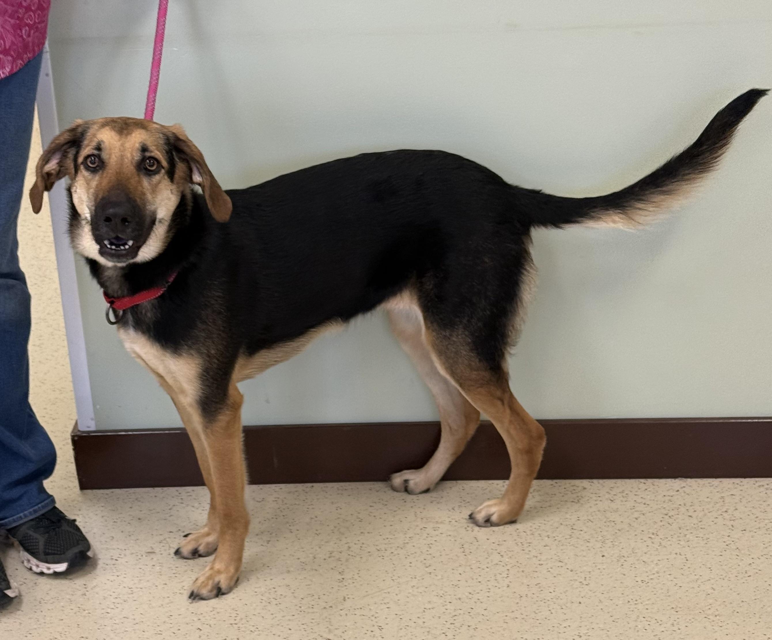 Lola, a Adoptable mixed breed in Amery, WI image 2/3