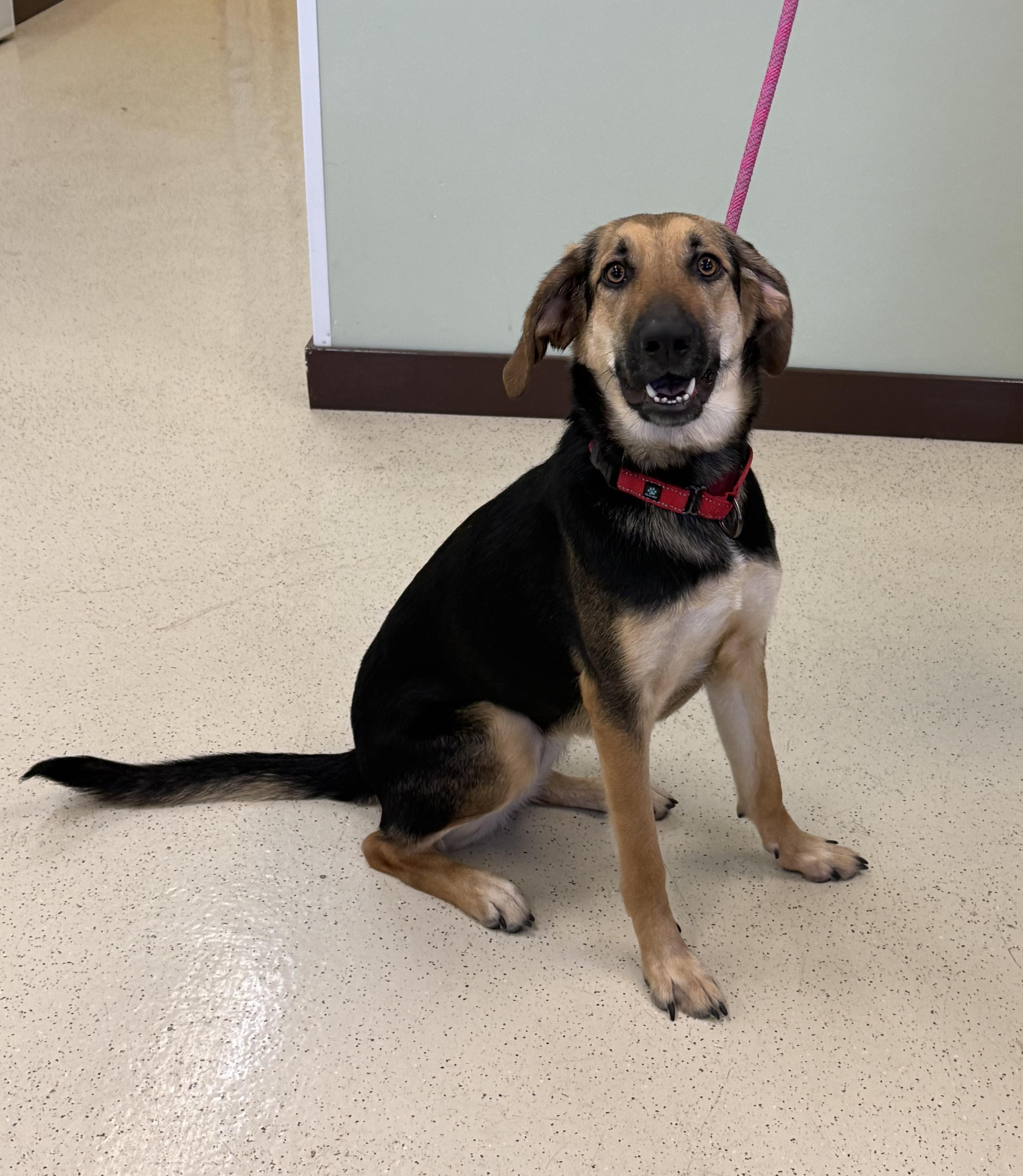 Lola, a Adoptable mixed breed in Amery, WI image 3/3