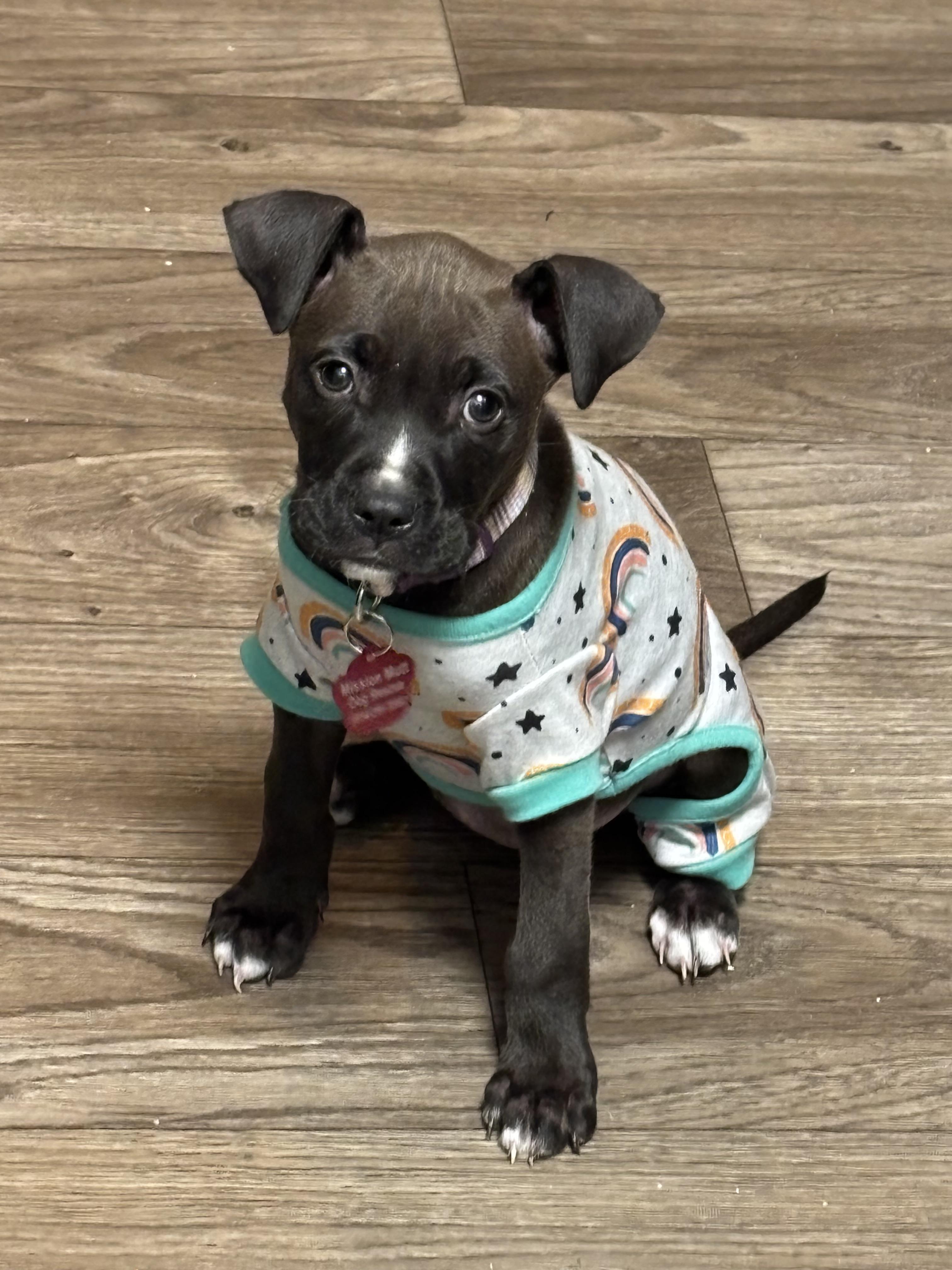 Enlarge Lana, a Adopted mixed breed in Tallahassee, FL image 1/3