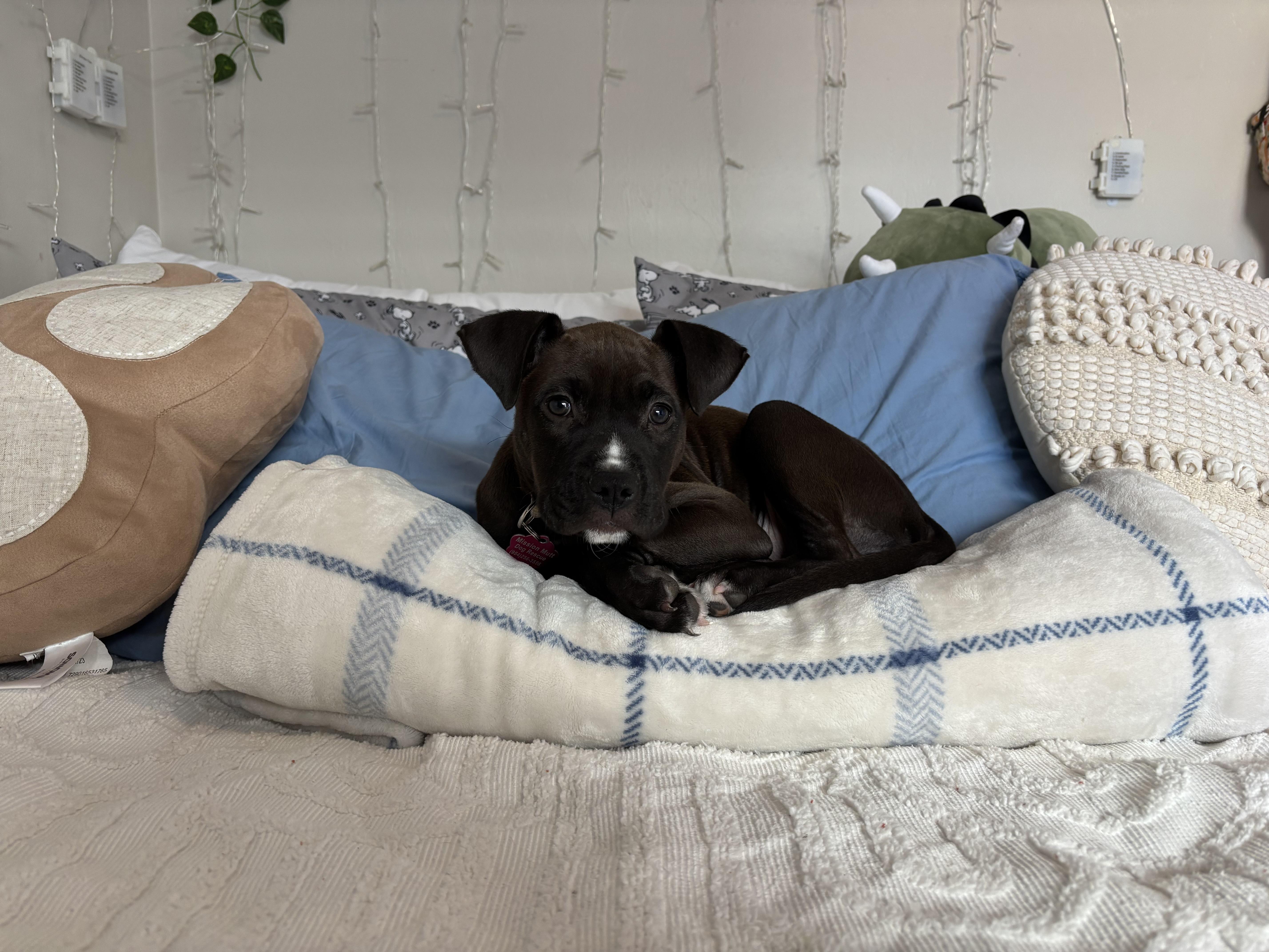 Enlarge Lana, a Adopted mixed breed in Tallahassee, FL image 2/3