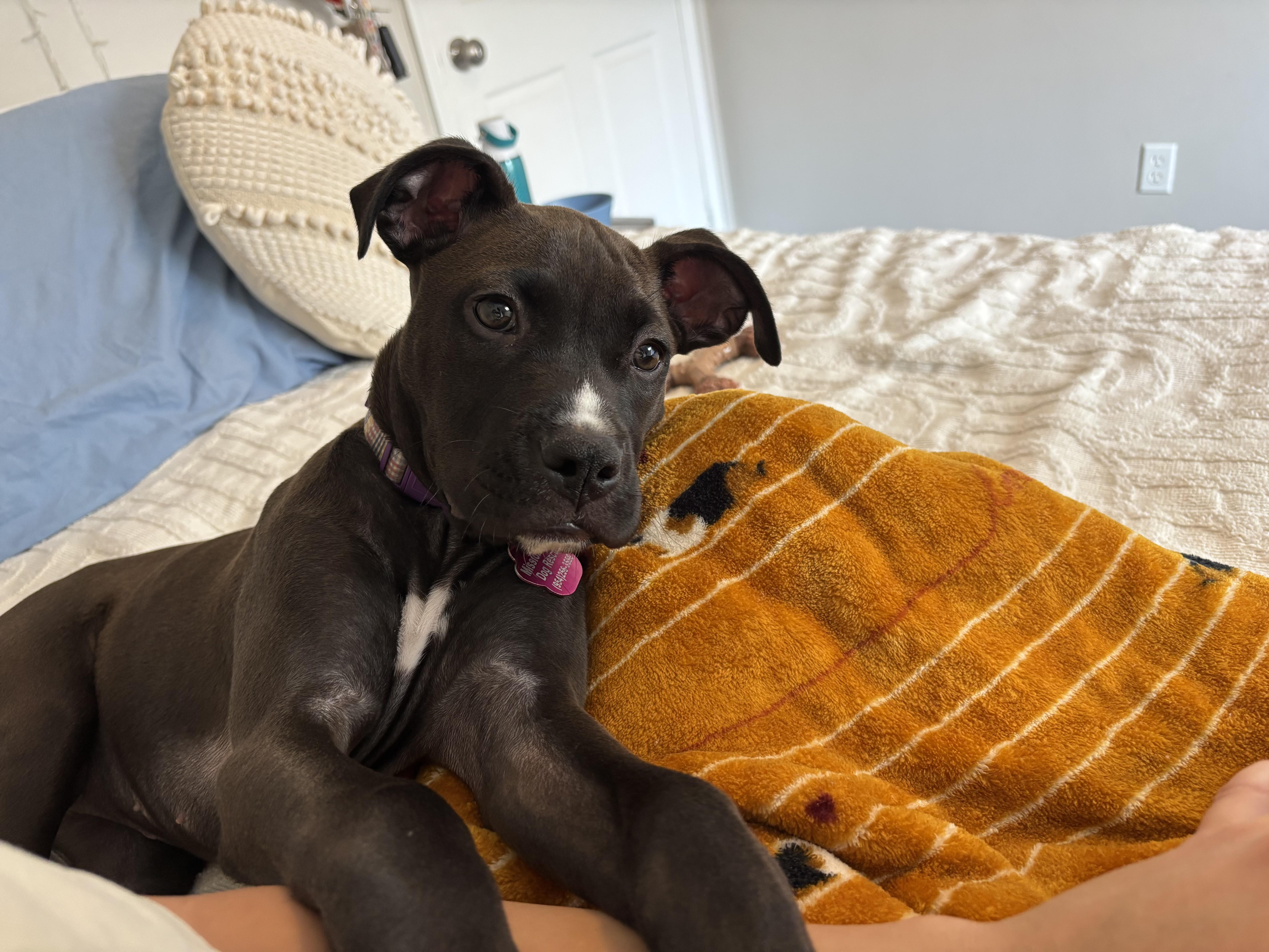Enlarge Lana, a Adopted mixed breed in Tallahassee, FL image 3/3