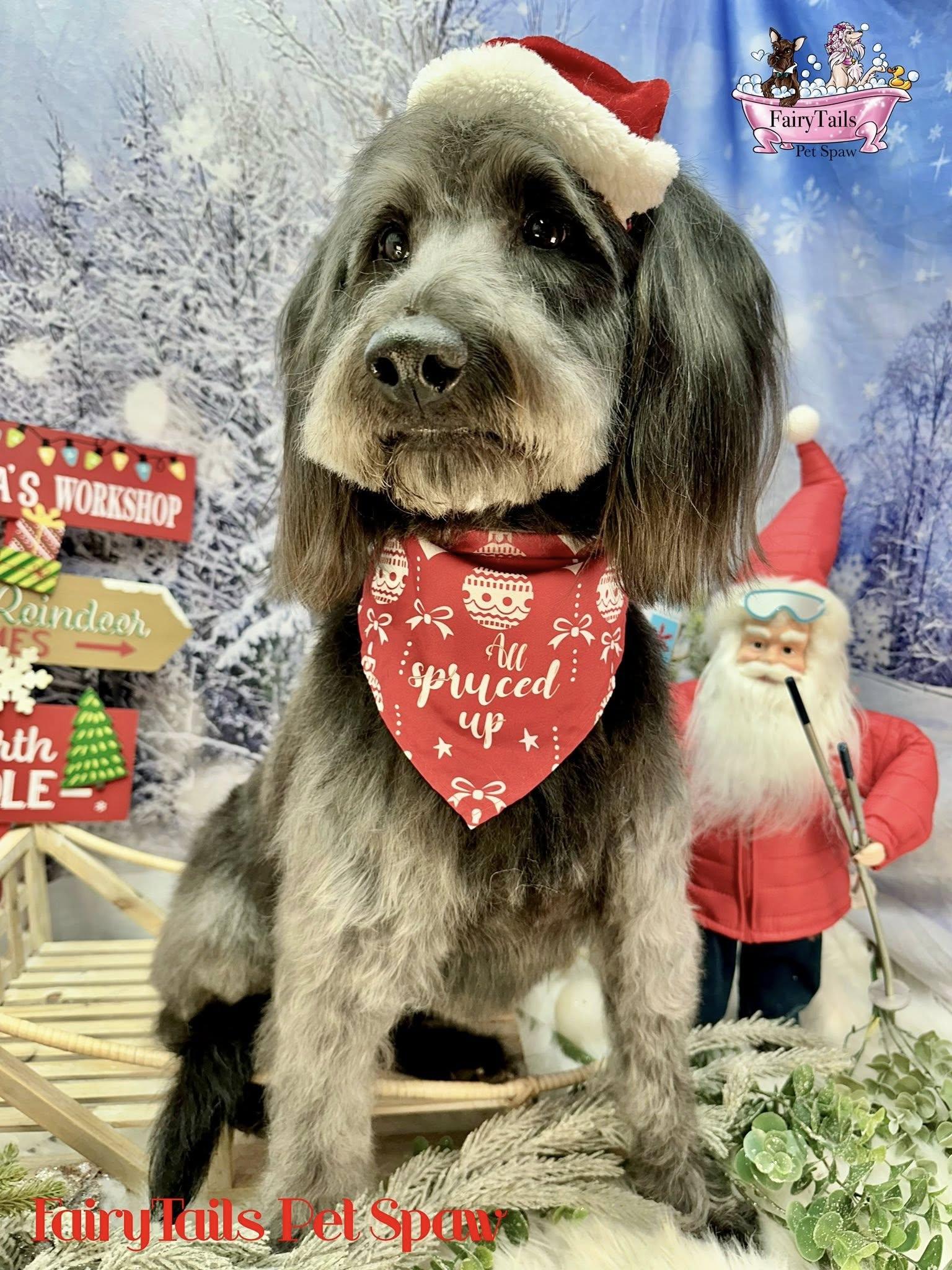 Enlarge Joey, a ADOPTABLE mixed breed in Winchester, KY image 2/3