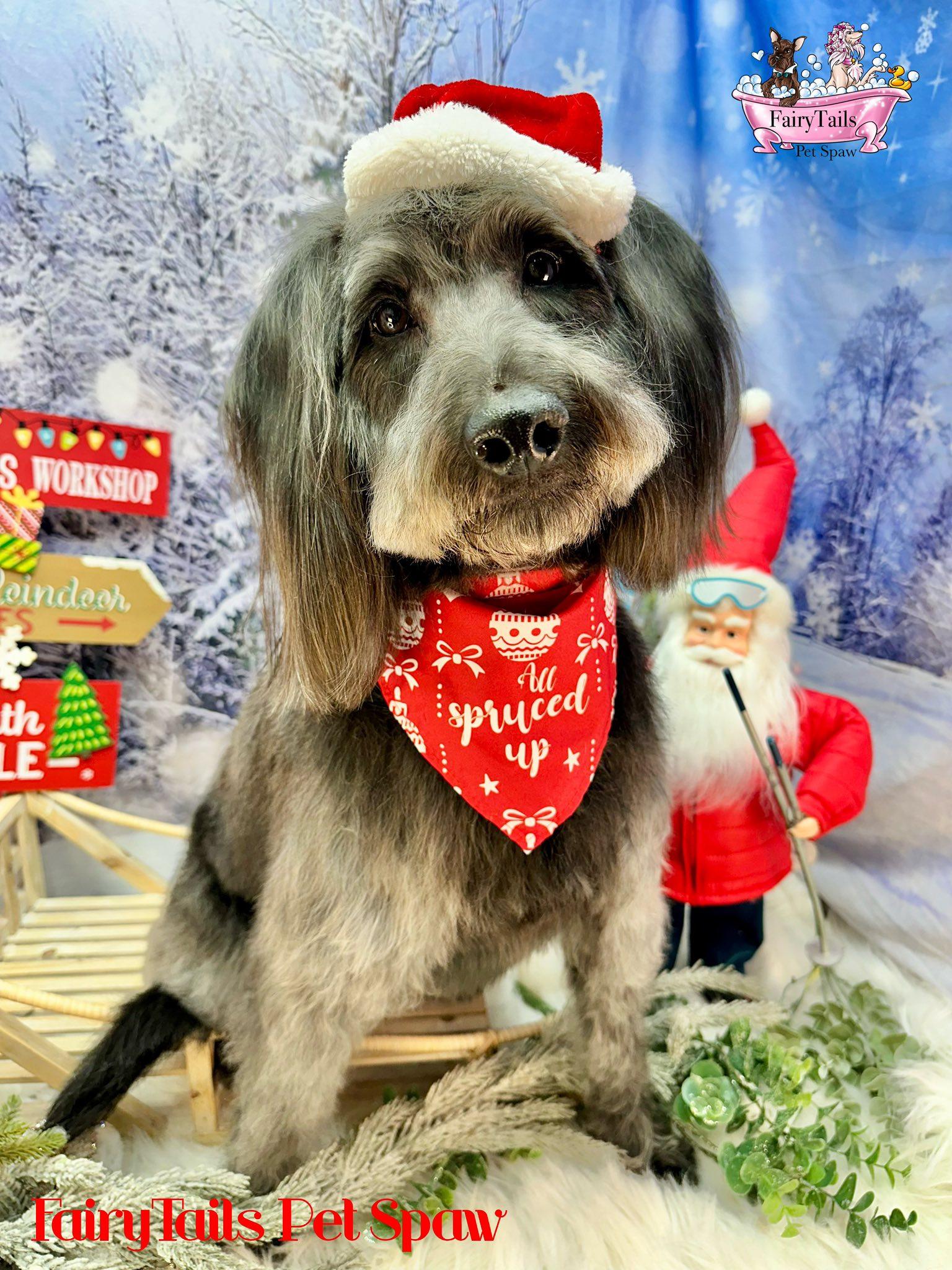 Enlarge Joey, a ADOPTABLE mixed breed in Winchester, KY image 3/3