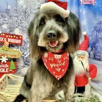 Enlarge Joey, a ADOPTABLE mixed breed in Winchester, KY image 1/3