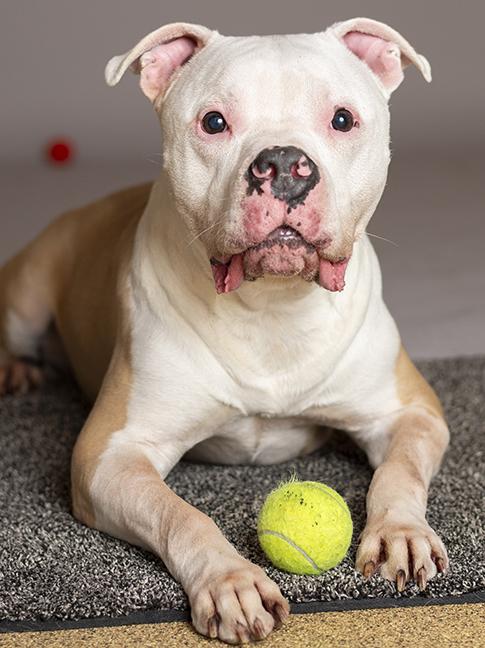 Enlarge Romeo, a ADOPTABLE mixed breed in Chicago, IL image 3/6