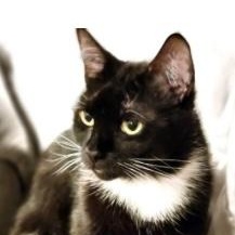 Brioche, an adoptable Domestic Short Hair in Nashua, NH, 03060 | Photo Image 1