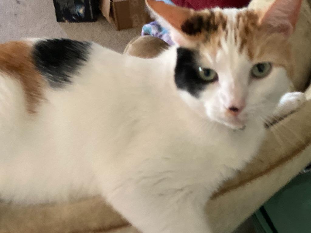 Enlarge Harmony, a Adoptable mixed breed in Bloomington, IN image 1/6