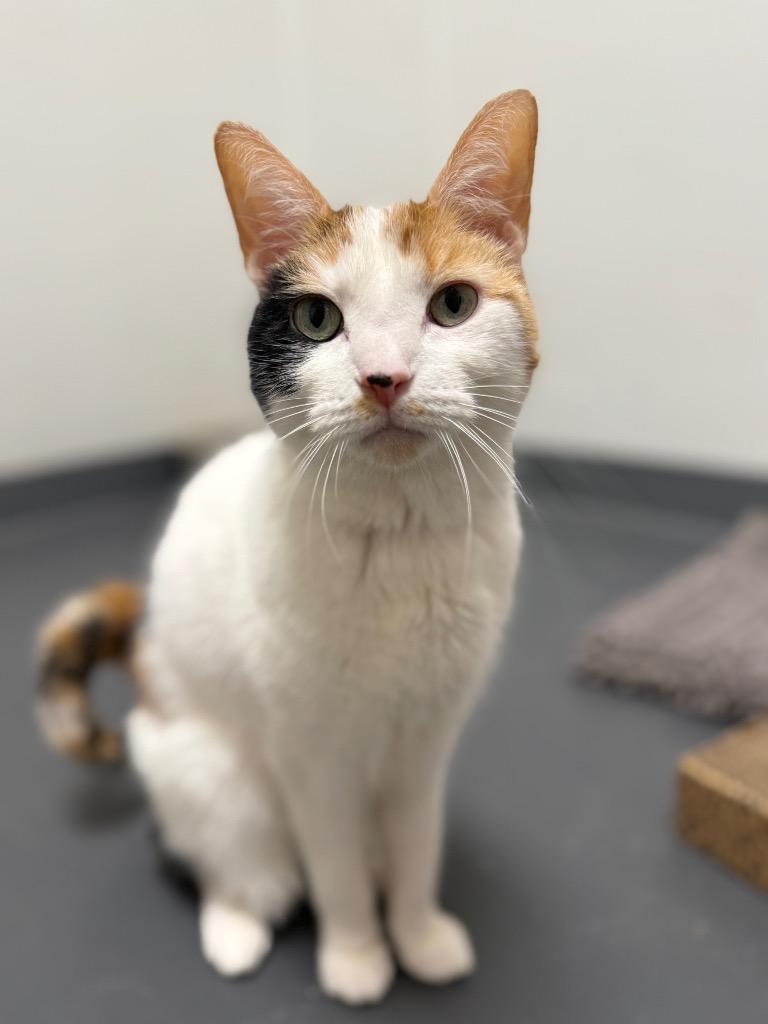 Enlarge Harmony, a Adoptable mixed breed in Bloomington, IN image 3/6