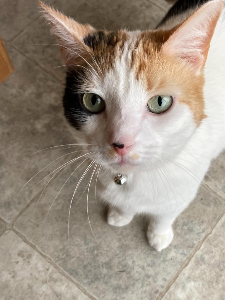 Enlarge Harmony, a Adoptable mixed breed in Bloomington, IN image 4/6