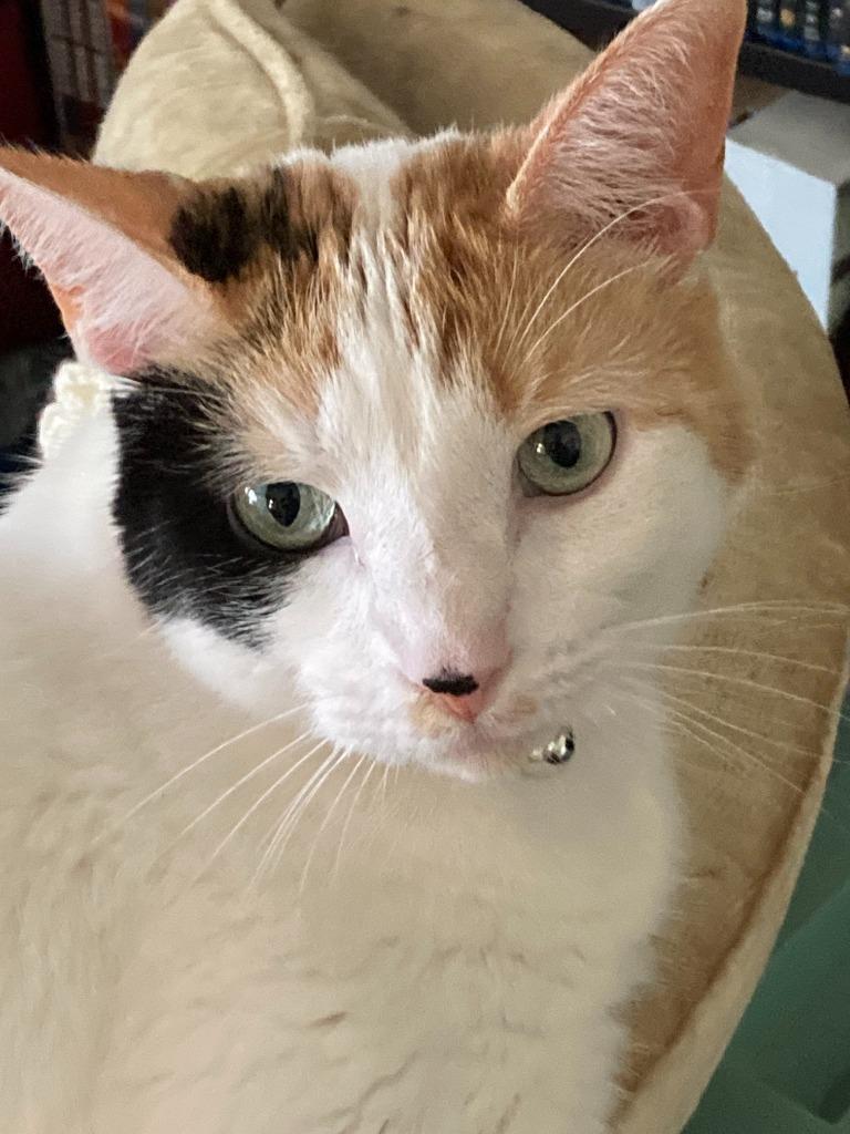 Enlarge Harmony, a Adoptable mixed breed in Bloomington, IN image 5/6
