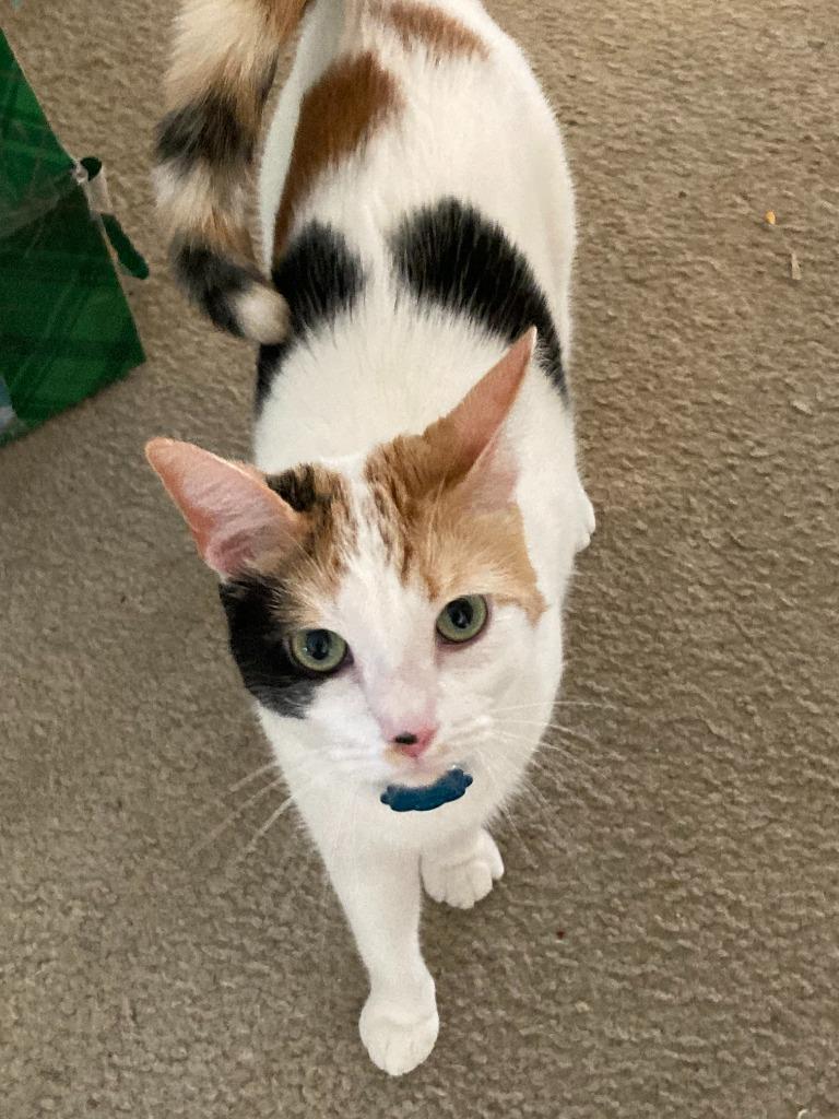Enlarge Harmony, a Adoptable mixed breed in Bloomington, IN image 6/6