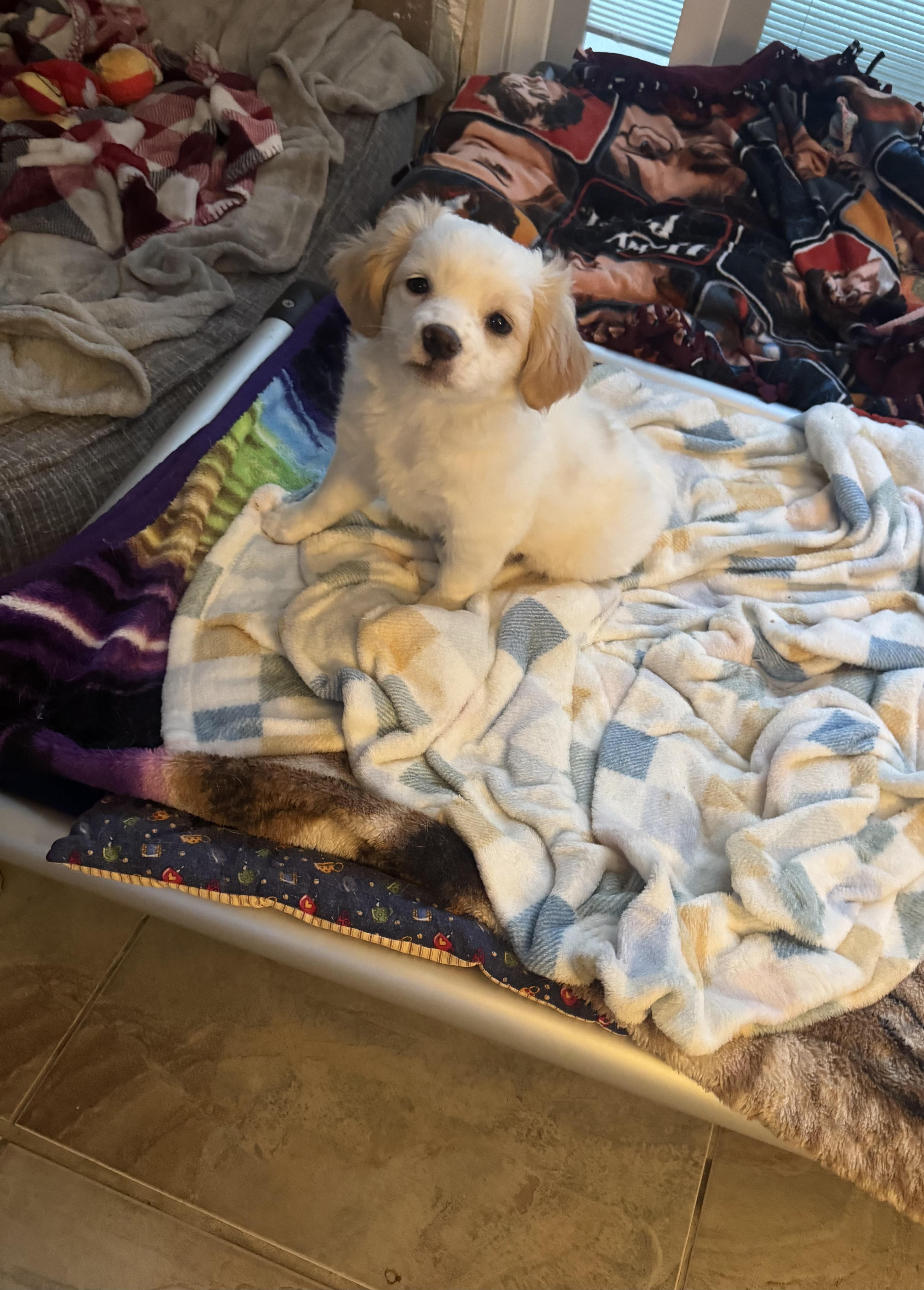 Enlarge ANNIE - 2 MONTH FEMALE LH CHIHUAHUA MIX @ PETCO, 5011 E. RAY ROAD, PHX 85044 ON SATURDAY, JAN. 17th,, a ADOPTABLE mixed breed in Mesa, AZ image 3/4