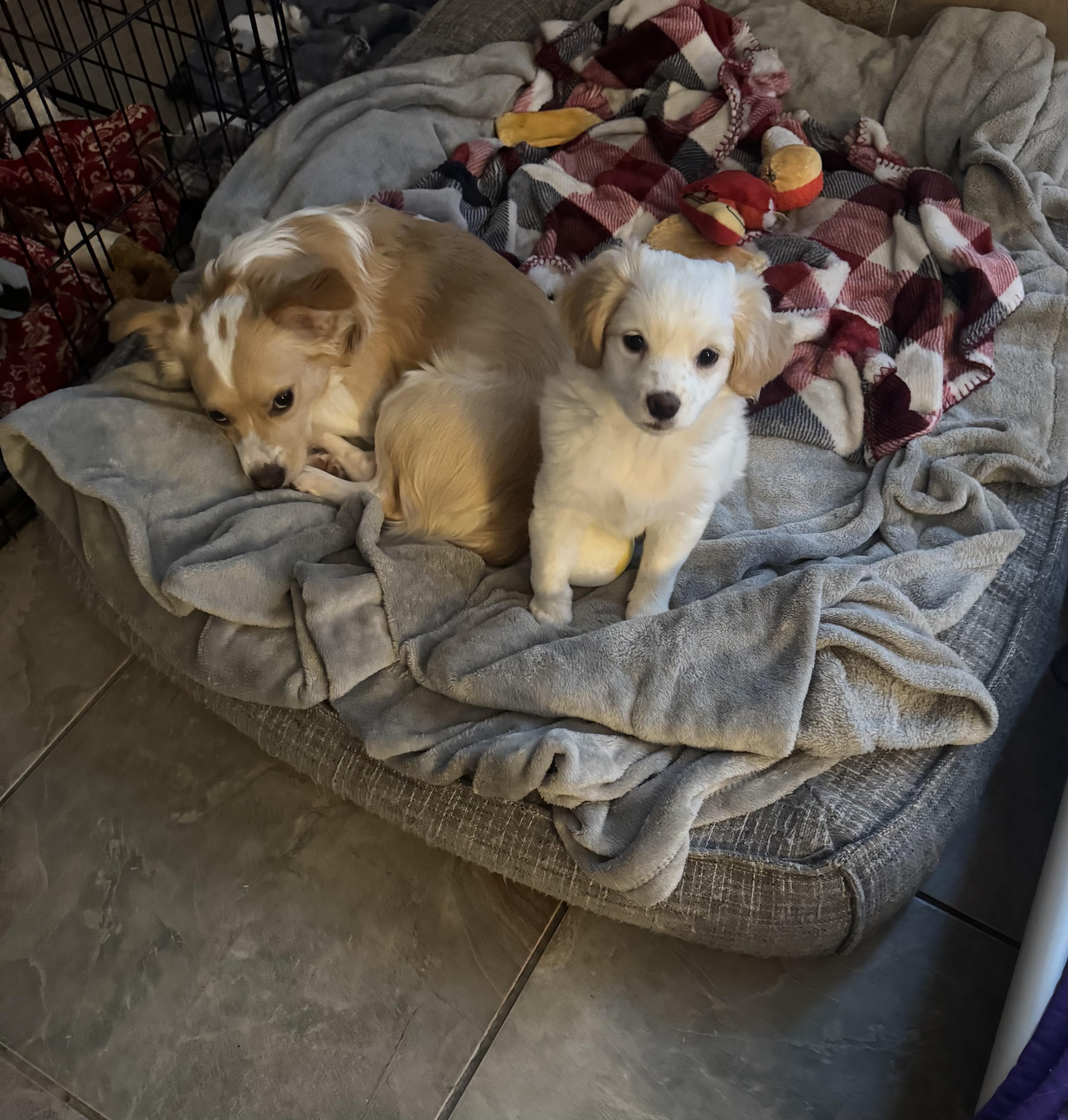 Enlarge ANNIE - 2 MONTH FEMALE LH CHIHUAHUA MIX @ PETCO, 5011 E. RAY ROAD, PHX 85044 ON SATURDAY, JAN. 17th,, a ADOPTABLE mixed breed in Mesa, AZ image 4/4