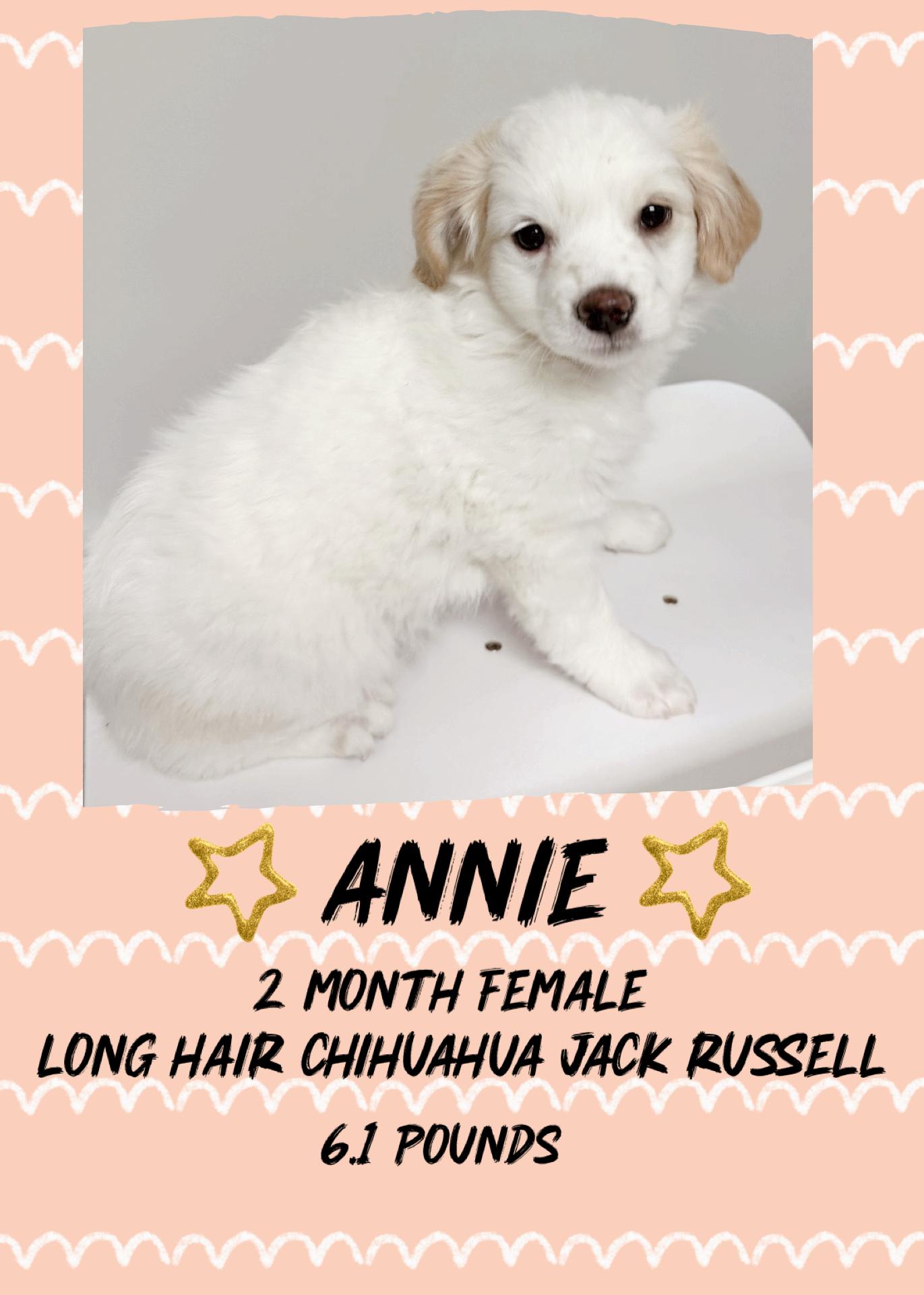 ANNIE - 2 MONTH FEMALE LH CHIHUAHUA MIX @ PETCO, 5011 E. RAY ROAD, PHX 85044 ON SATURDAY, JAN. 17th,, ADOPTABLE, Puppy Female Chihuahua & Jack Russell Terrier.