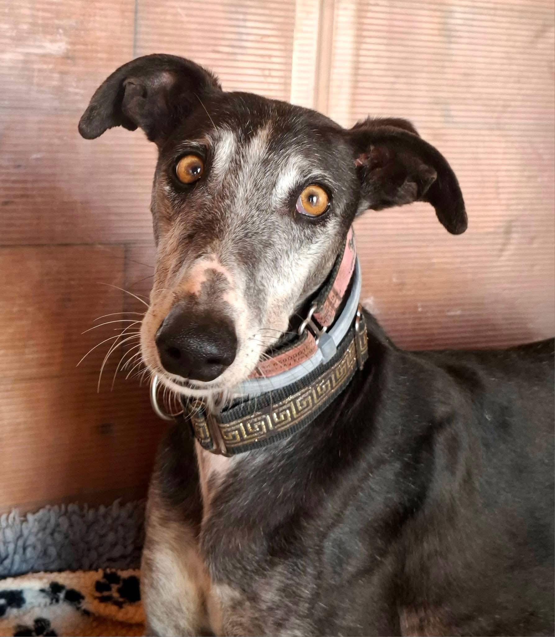 Shutterfly, Adoptable, Adult Male Galgo Spanish Greyhound.