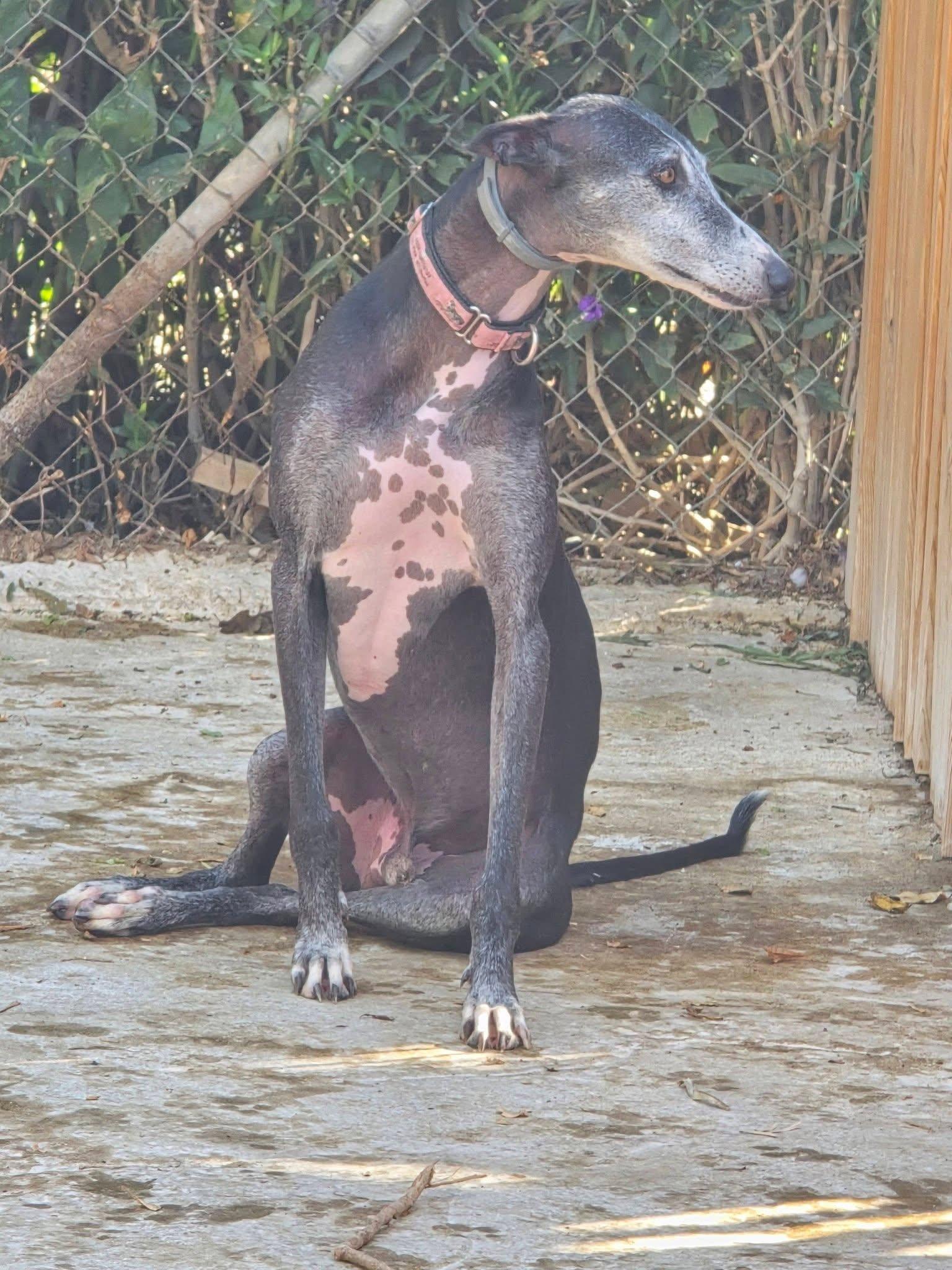 Enlarge Shutterfly, a Adoptable Galgo Spanish Greyhound in Winter Park, FL image 2/3