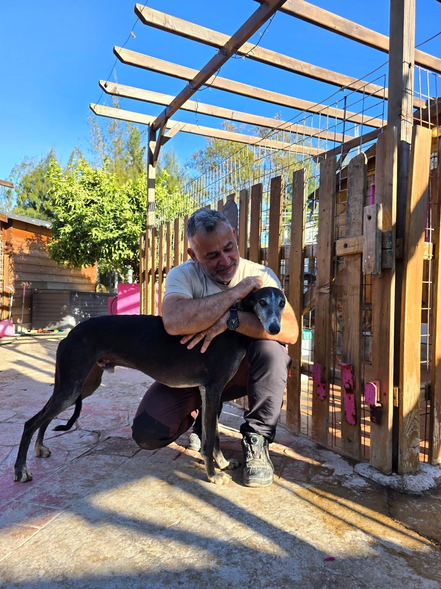 Enlarge Shutterfly, a Adoptable Galgo Spanish Greyhound in Winter Park, FL image 3/3