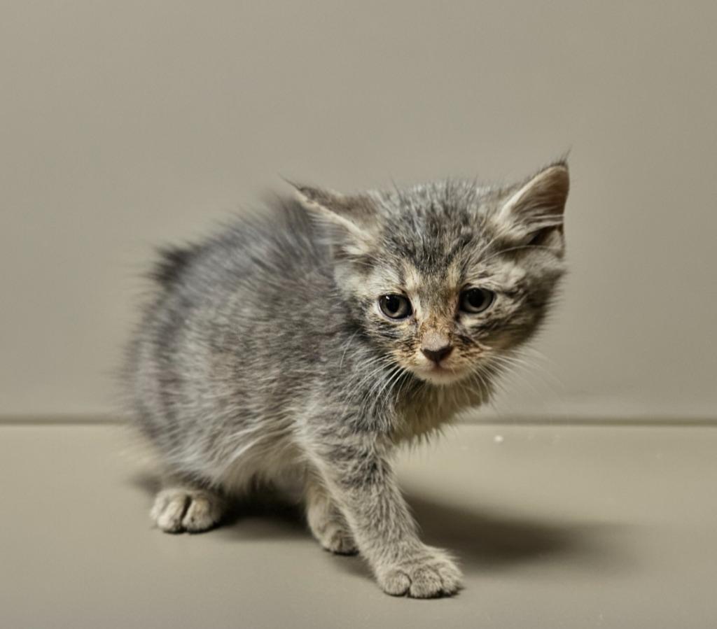 Rafael, Adoptable, Kitten Male Domestic Short Hair.