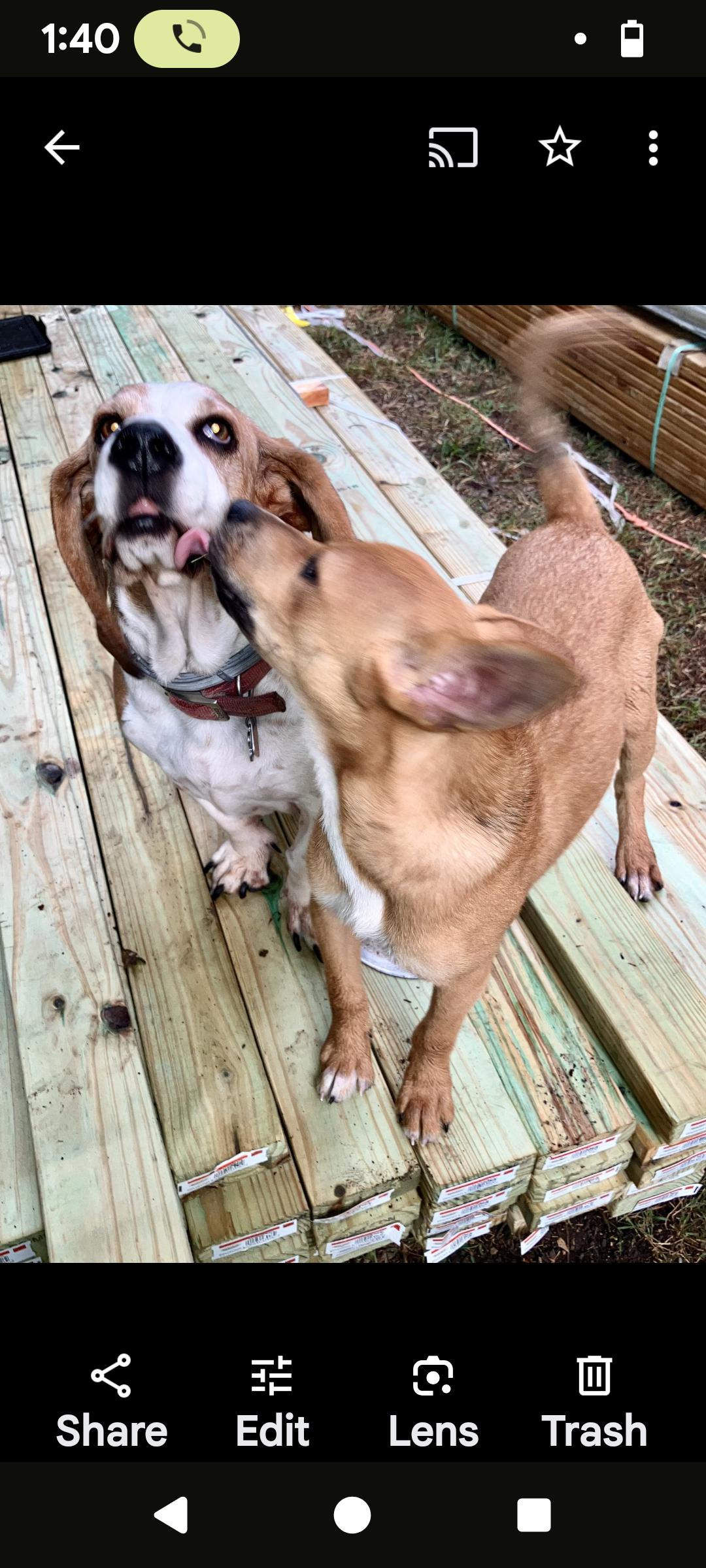 Peter"rabbit", a Adoptable mixed breed in Chattanooga, TN image 5/5