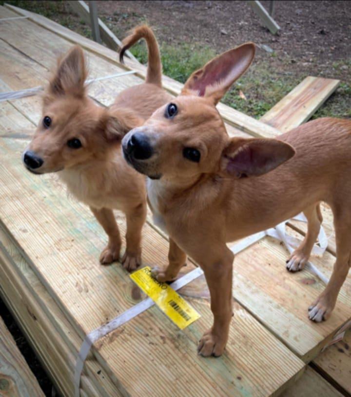 Peter"rabbit", a Adoptable mixed breed in Chattanooga, TN image 3/5