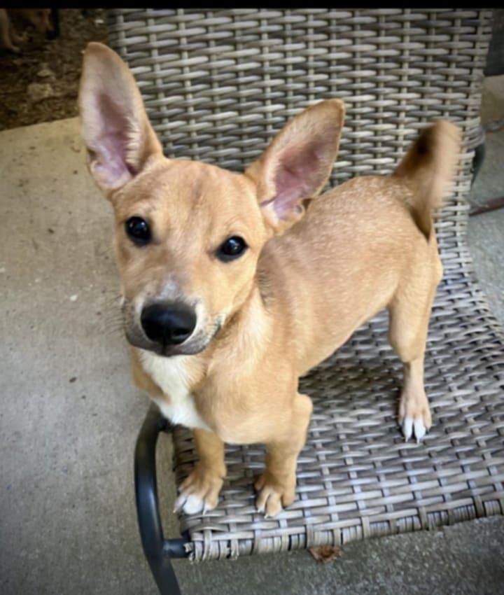 Peter"rabbit", Adoptable, Puppy Male Terrier & Feist.