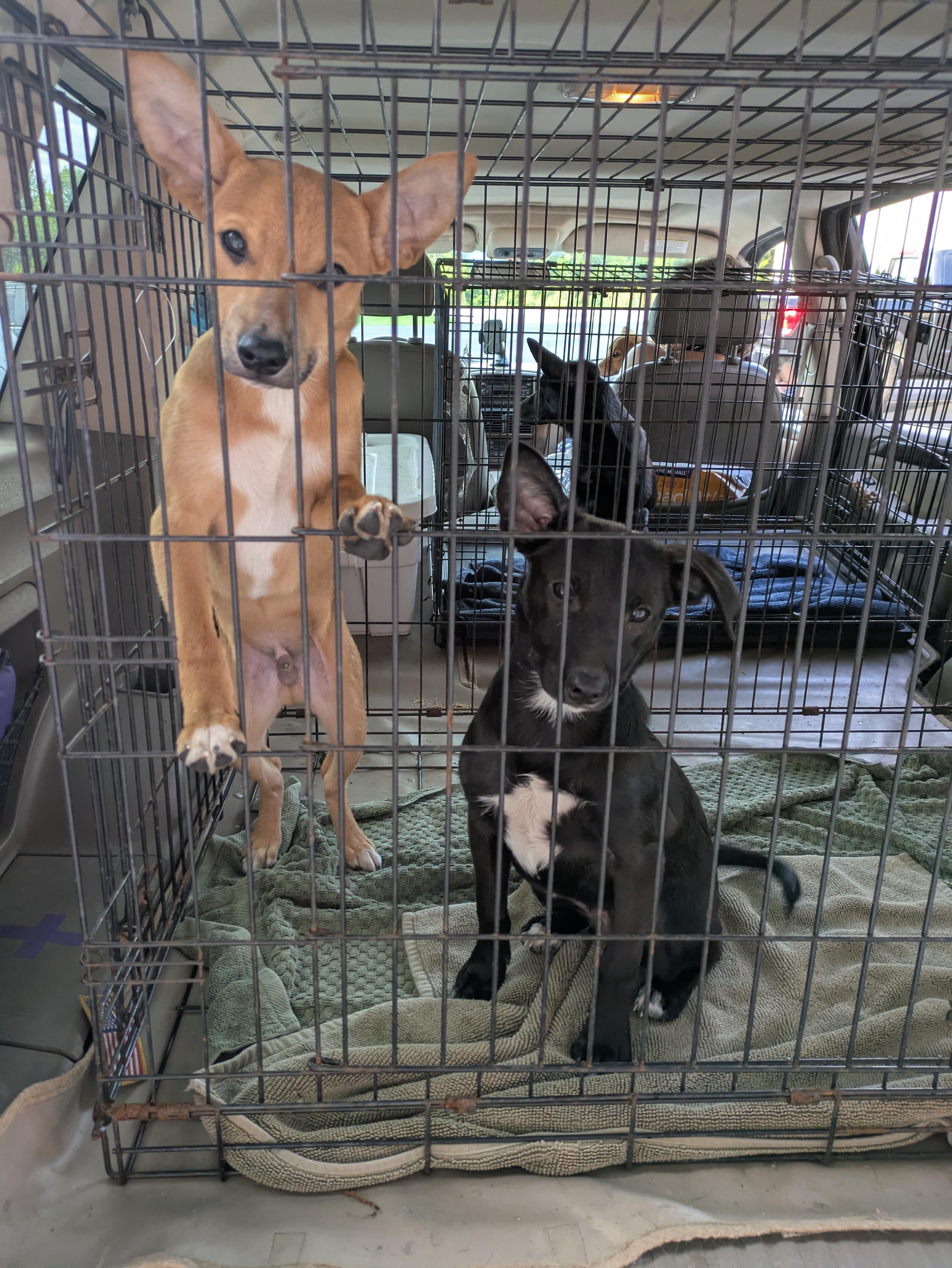 Peter"rabbit", a Adoptable mixed breed in Chattanooga, TN image 4/5