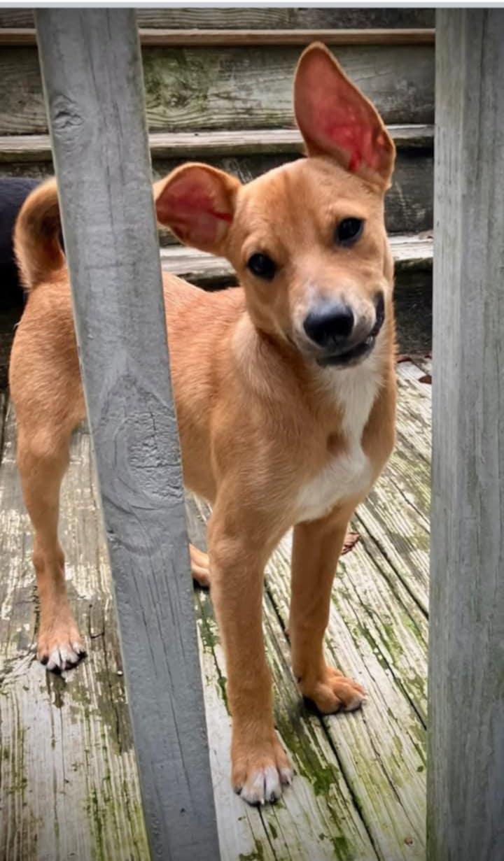 Peter"rabbit", a Adoptable mixed breed in Chattanooga, TN image 2/5