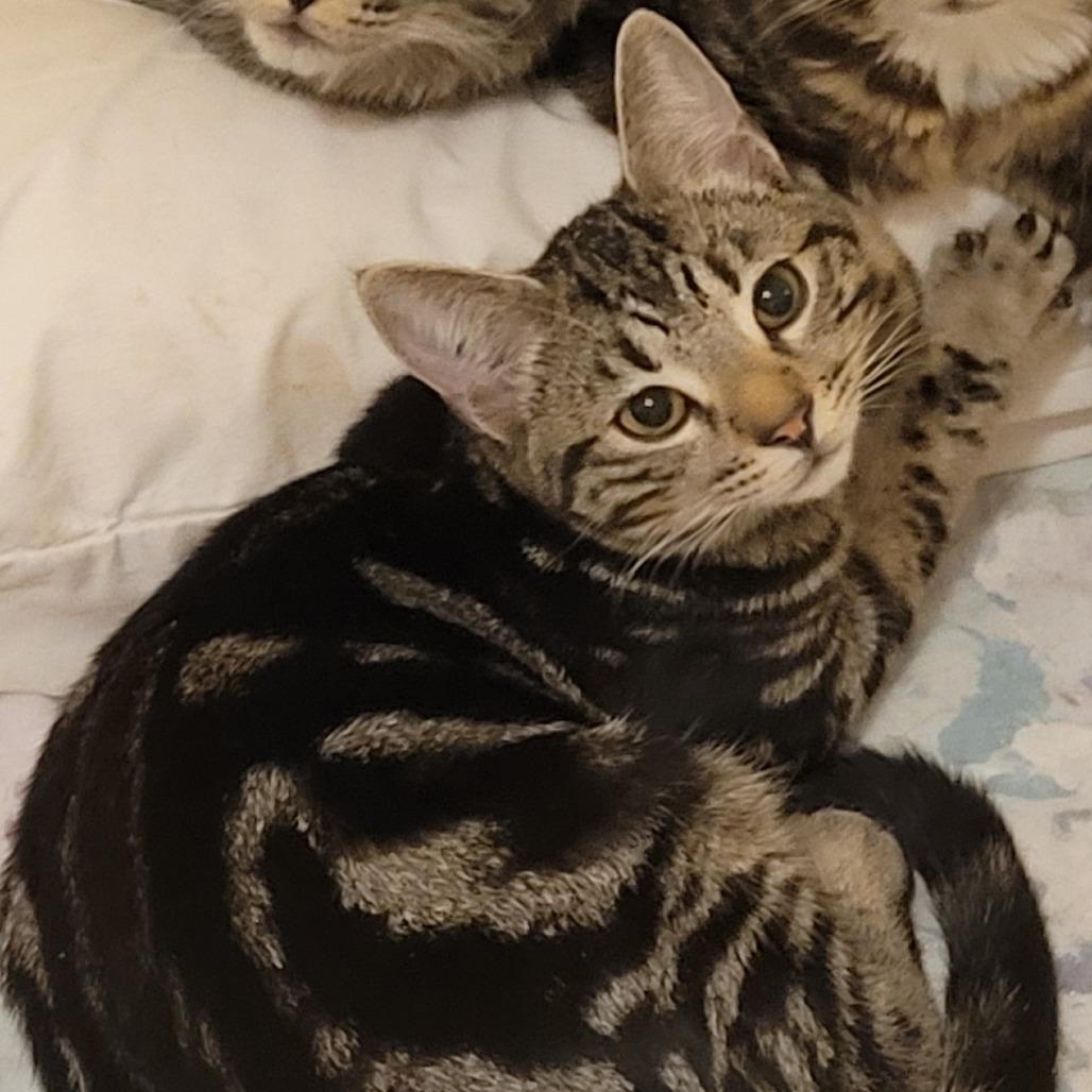 Remiel, Adoptable, Young Male Domestic Short Hair.