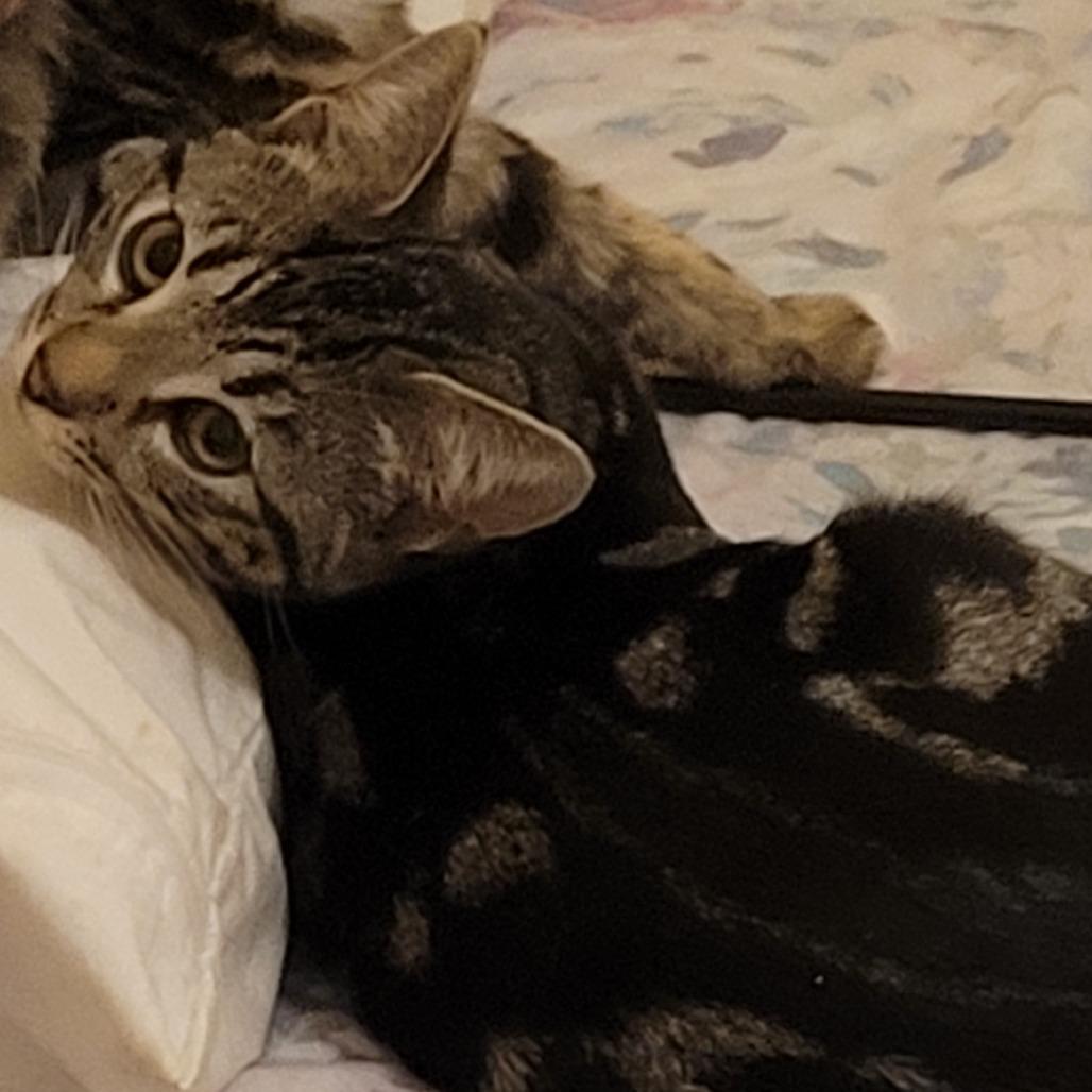 Remiel, Adoptable, Young Male Domestic Short Hair.