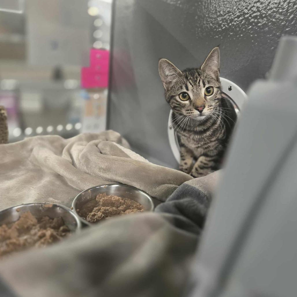 Remiel, a Adoptable Domestic Short Hair in Abbotsford, BC image 4/5