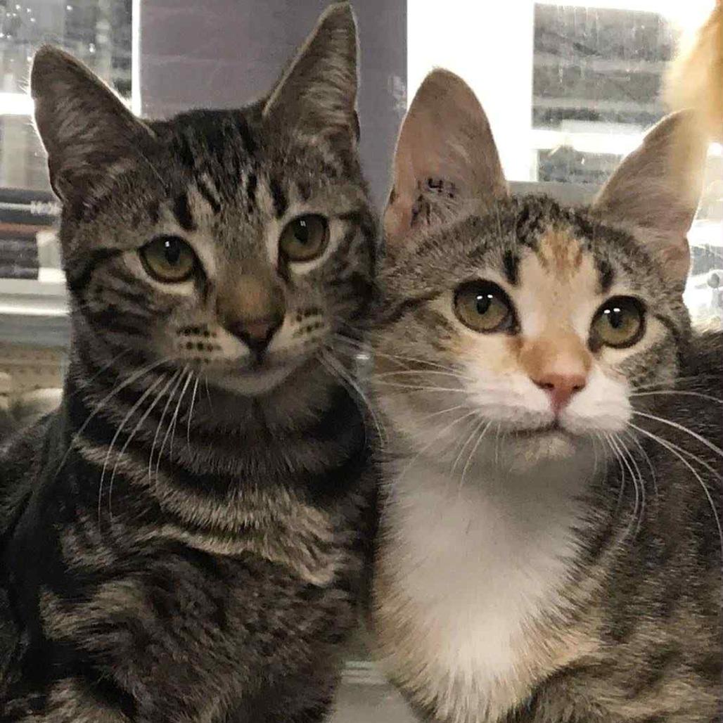 Enlarge Remiel, a Adoptable Domestic Short Hair in Abbotsford, BC image 4/5