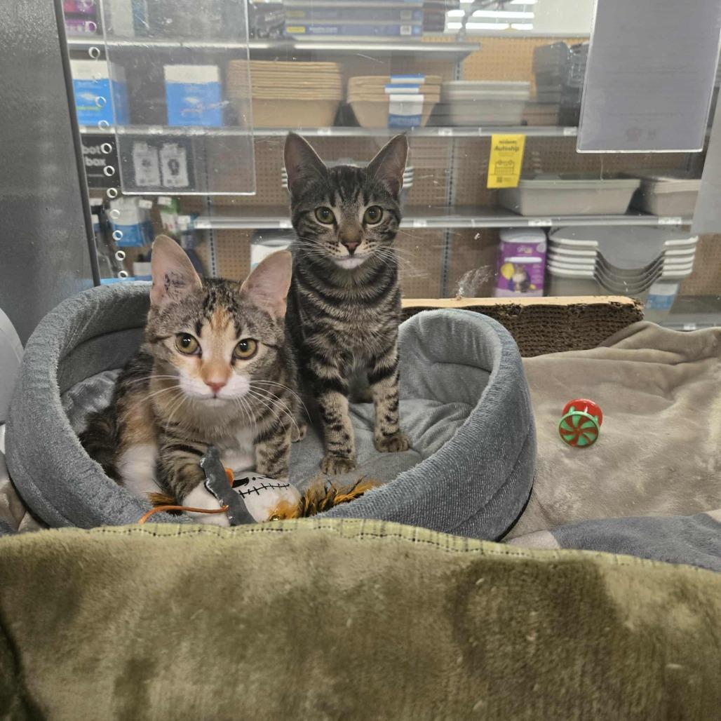 Remiel, a Adoptable Domestic Short Hair in Abbotsford, BC image 5/5