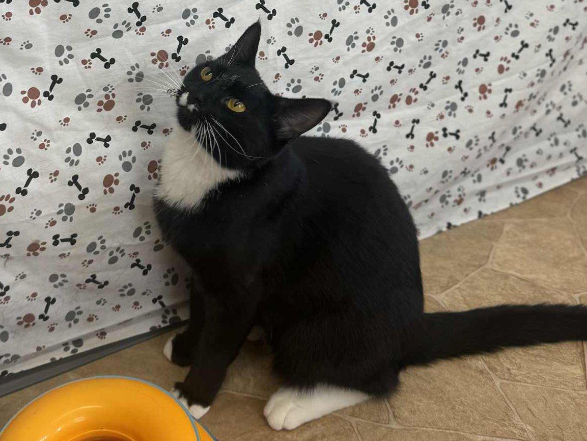 Vega, an adoptable Tuxedo, Domestic Short Hair in Republic, WA, 99166 | Photo Image 3