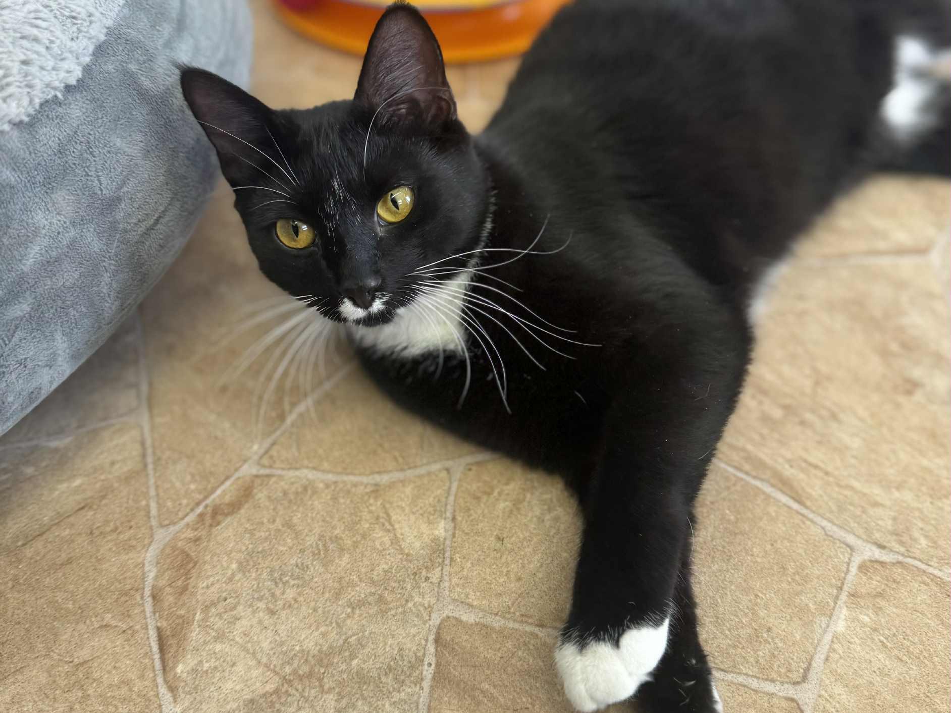 Vega, an adoptable Tuxedo, Domestic Short Hair in Republic, WA, 99166 | Photo Image 1